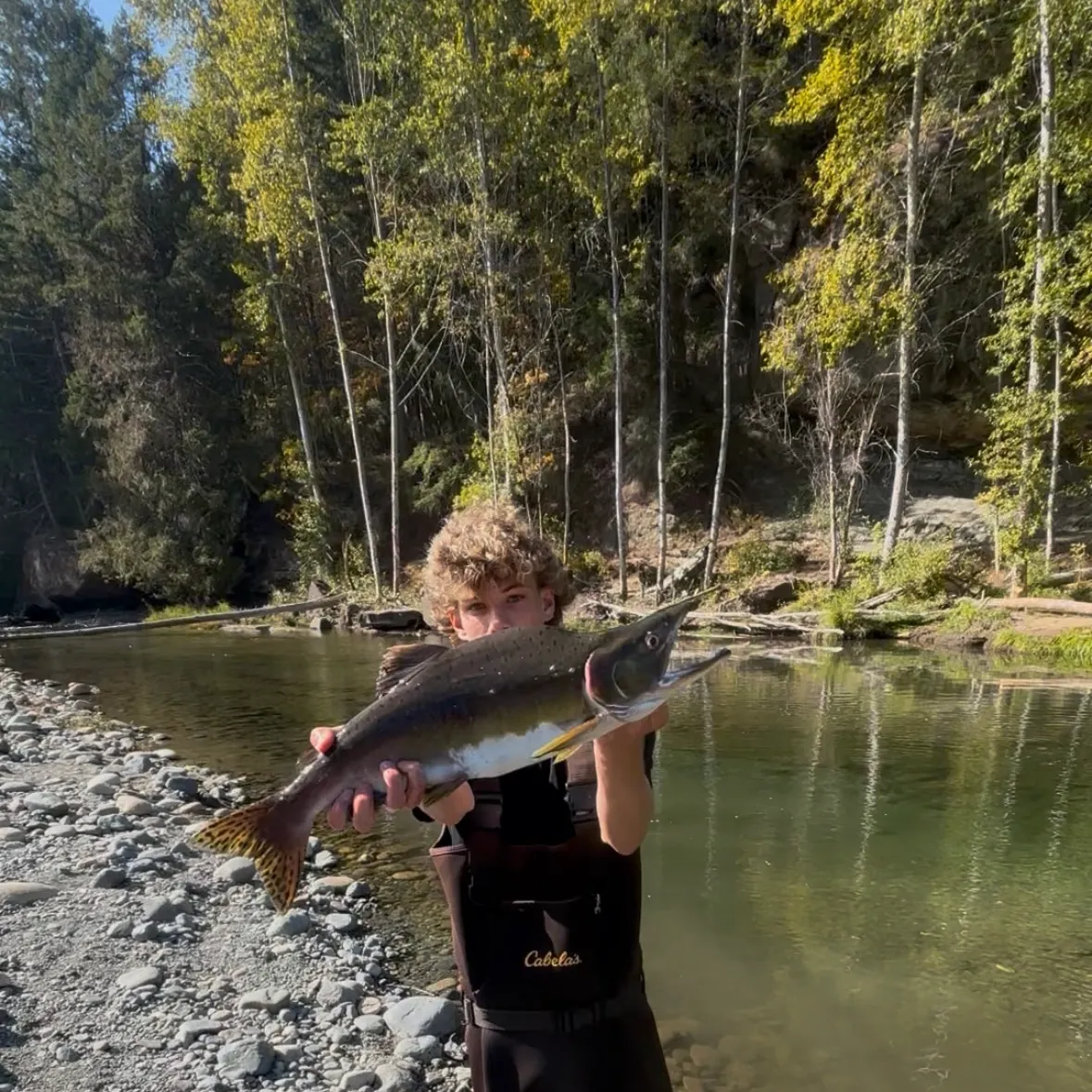 Pink salmon caught on Fishbrain