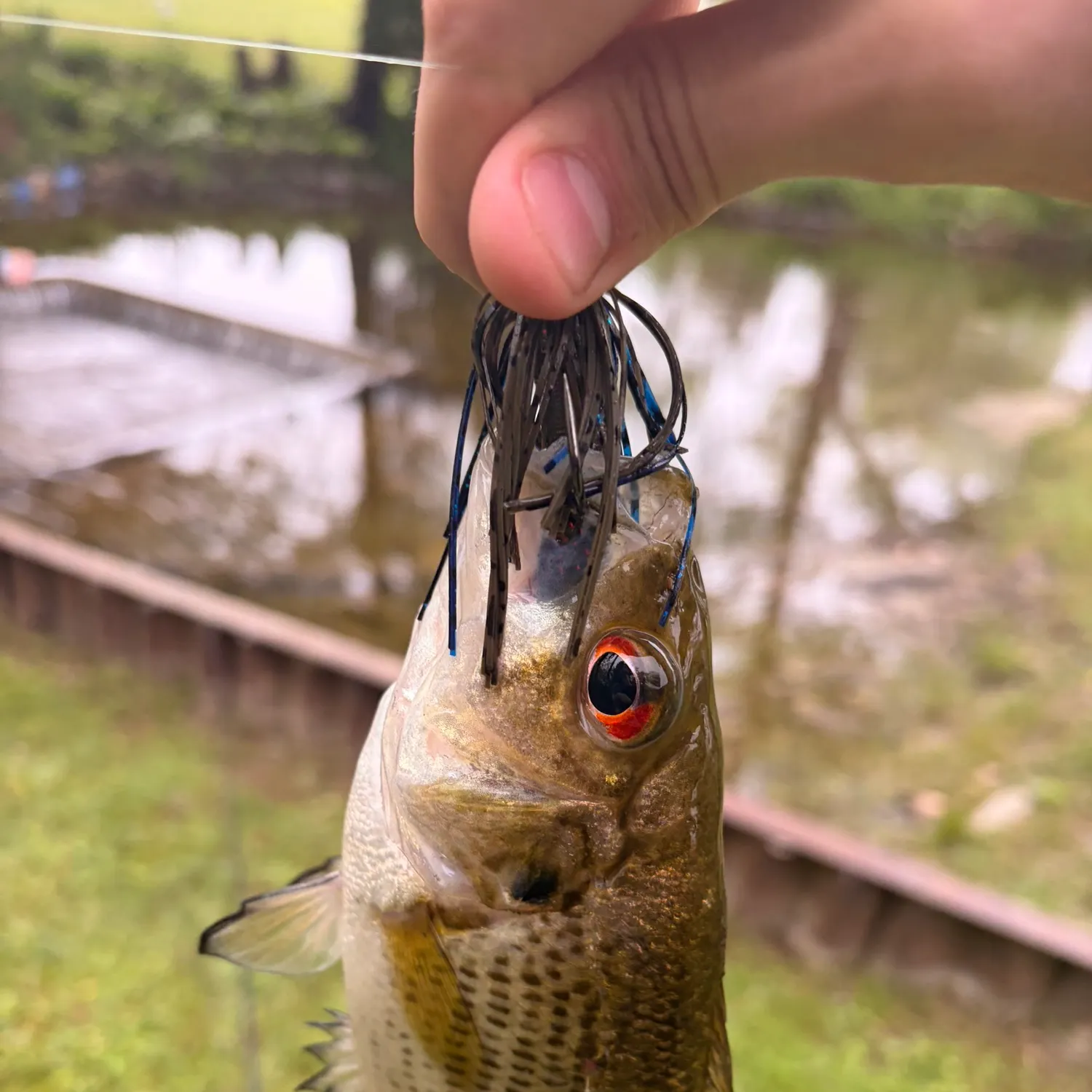 Rock bass caught on Fishbrain