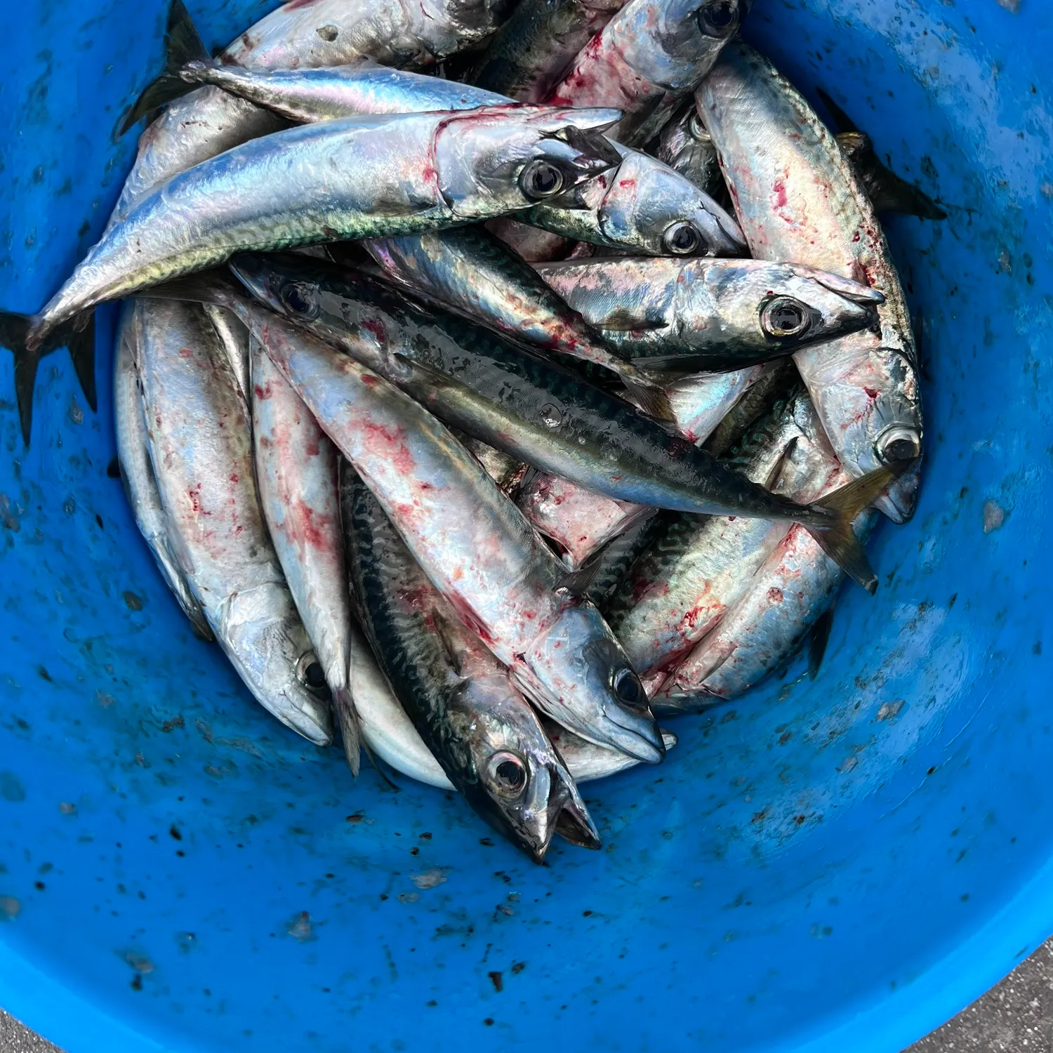 The most recent Pacific chub mackerel catches on Fishbrain