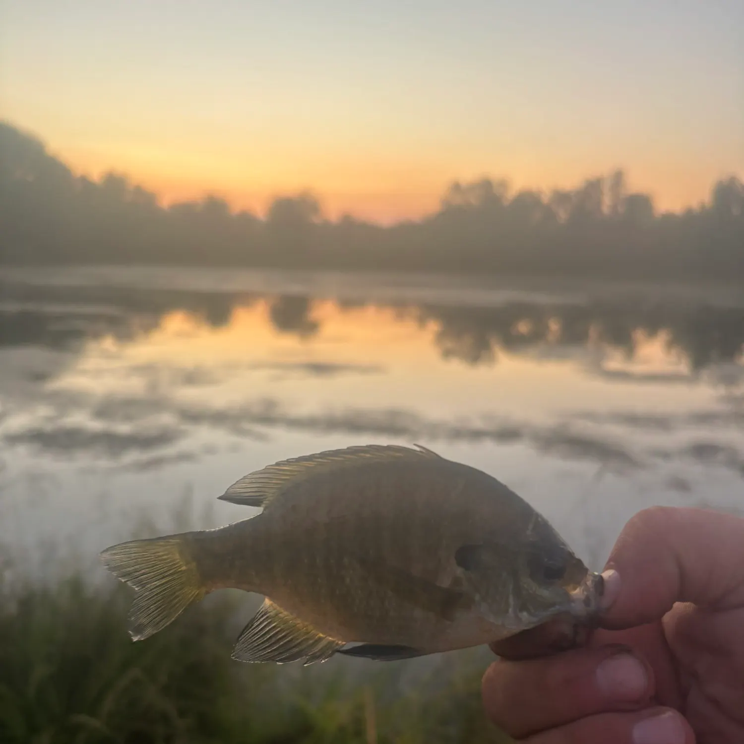 Bluegill caught on Fishbrain