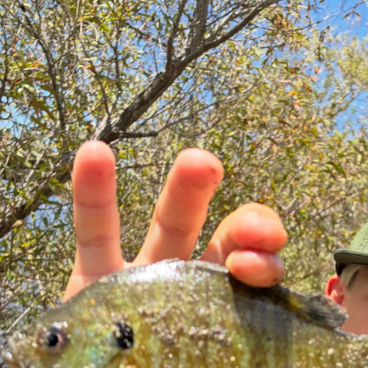 Bluegill caught on Fishbrain