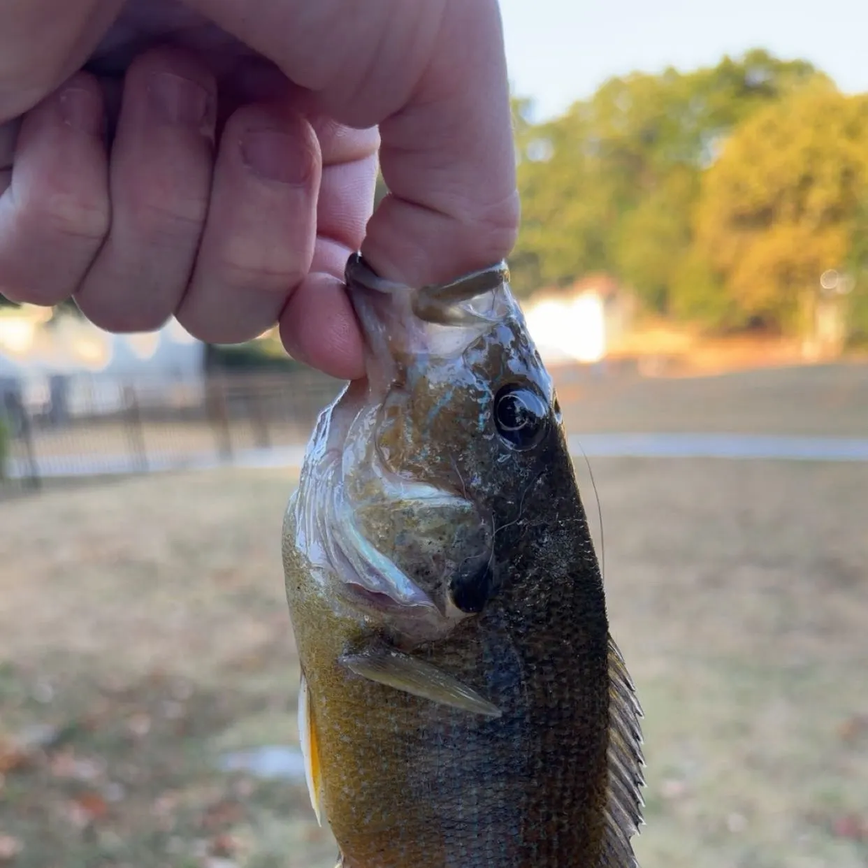 Green sunfish caught on Fishbrain