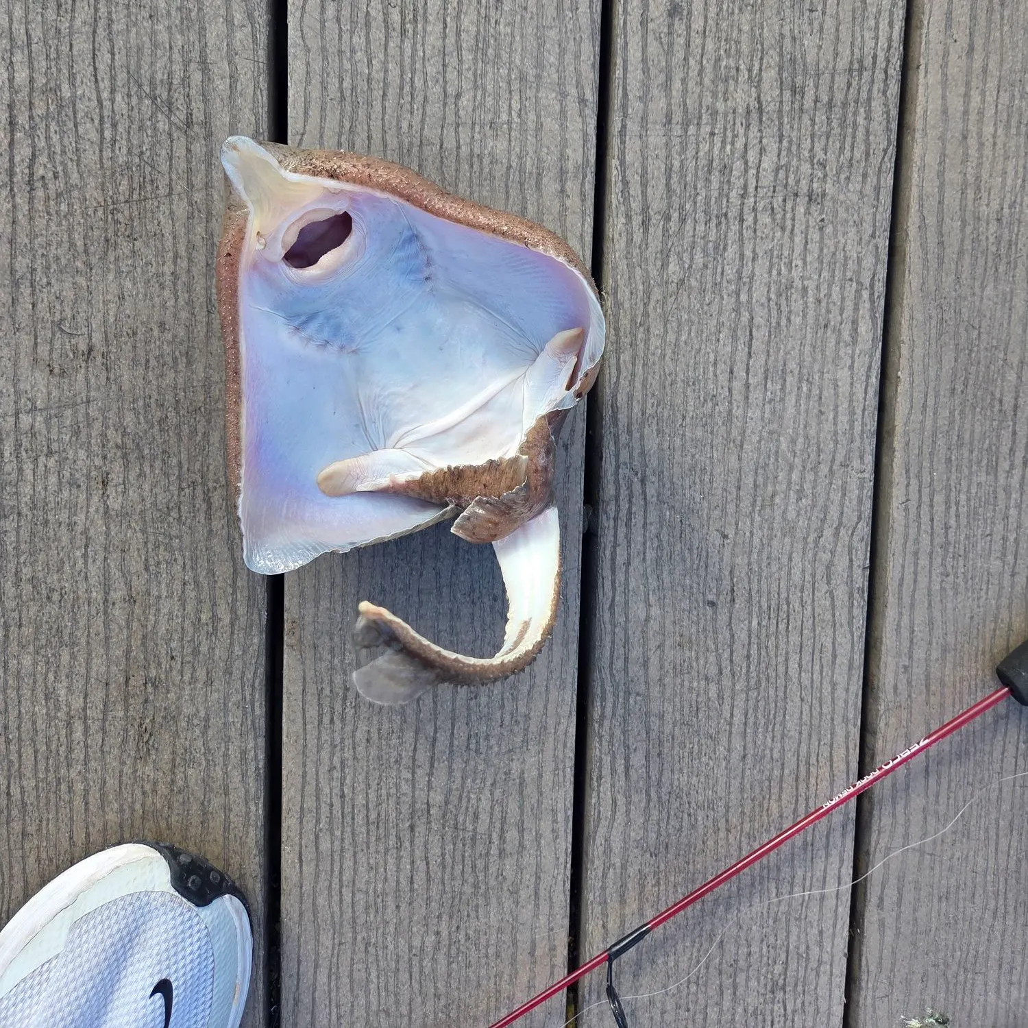 Clearnose skate caught on Fishbrain
