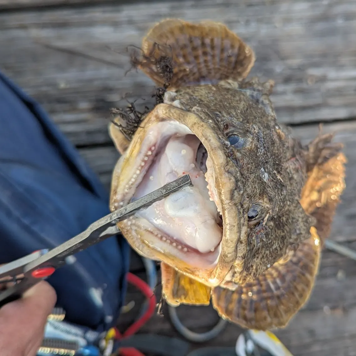 The most recent Oyster toadfish catches on Fishbrain