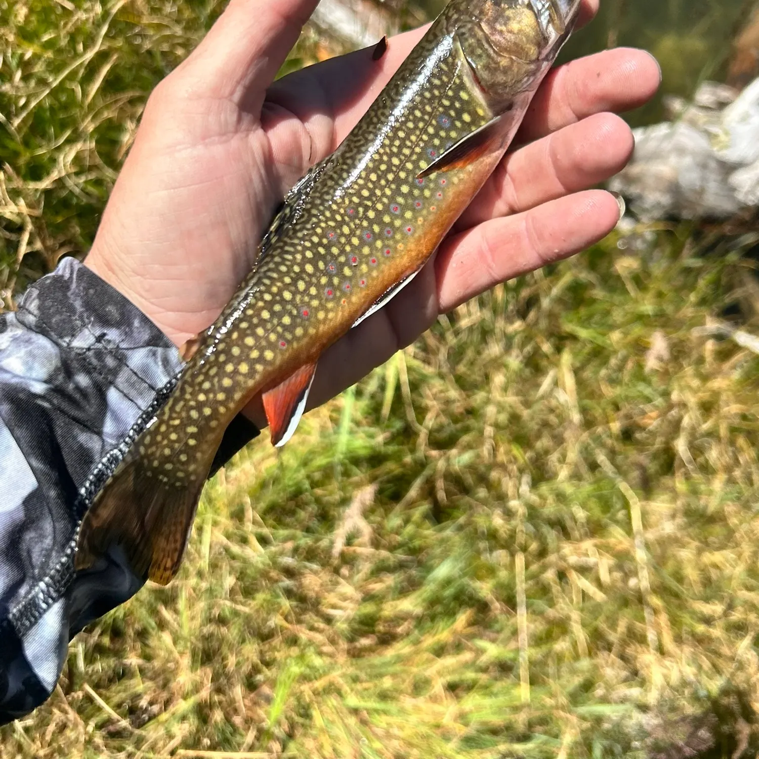 Brook trout caught on Fishbrain