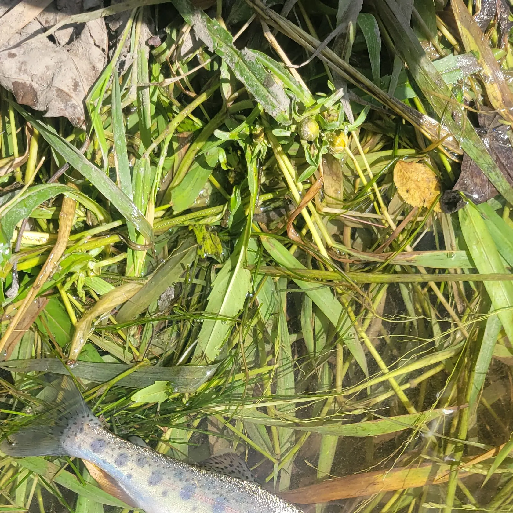 Rainbow trout caught on Fishbrain