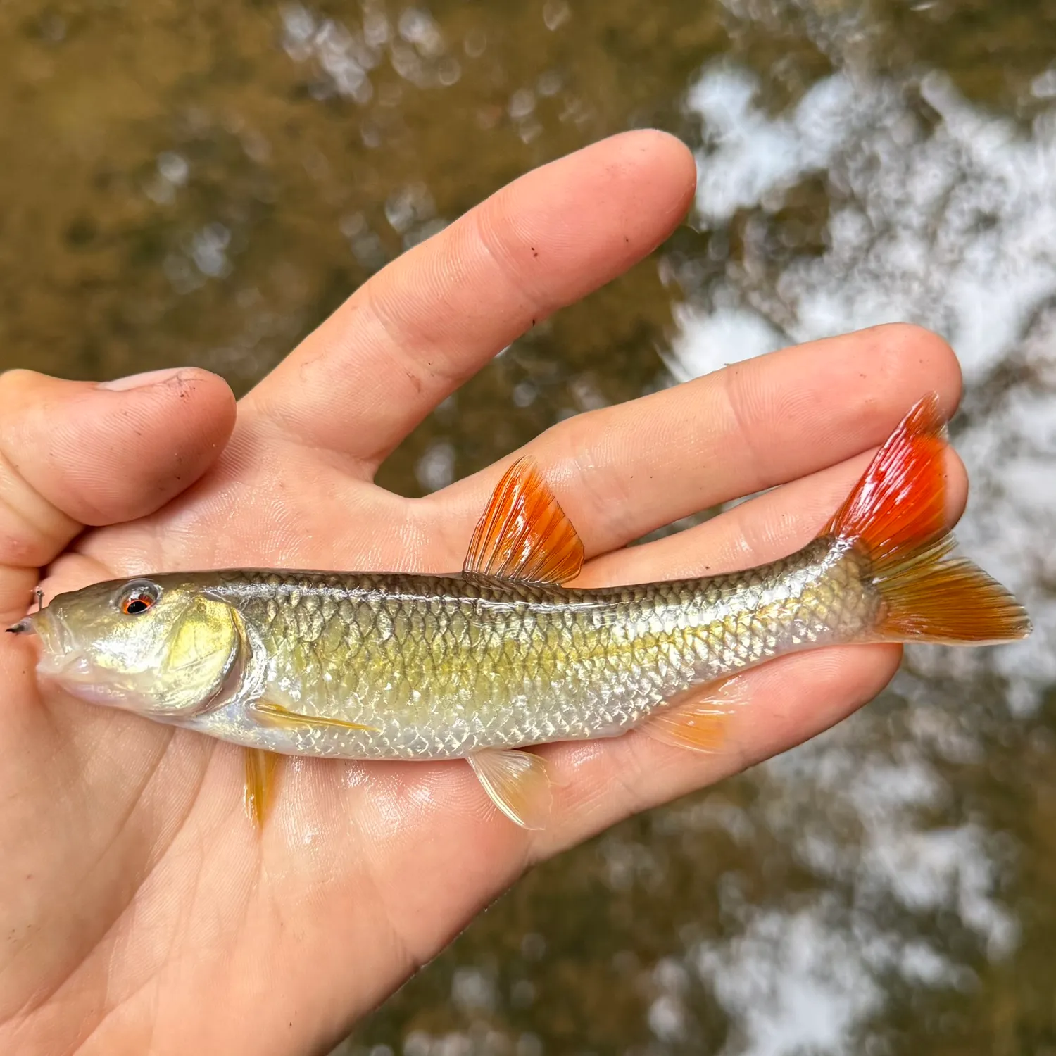 The most recent Bluehead chub catches on Fishbrain