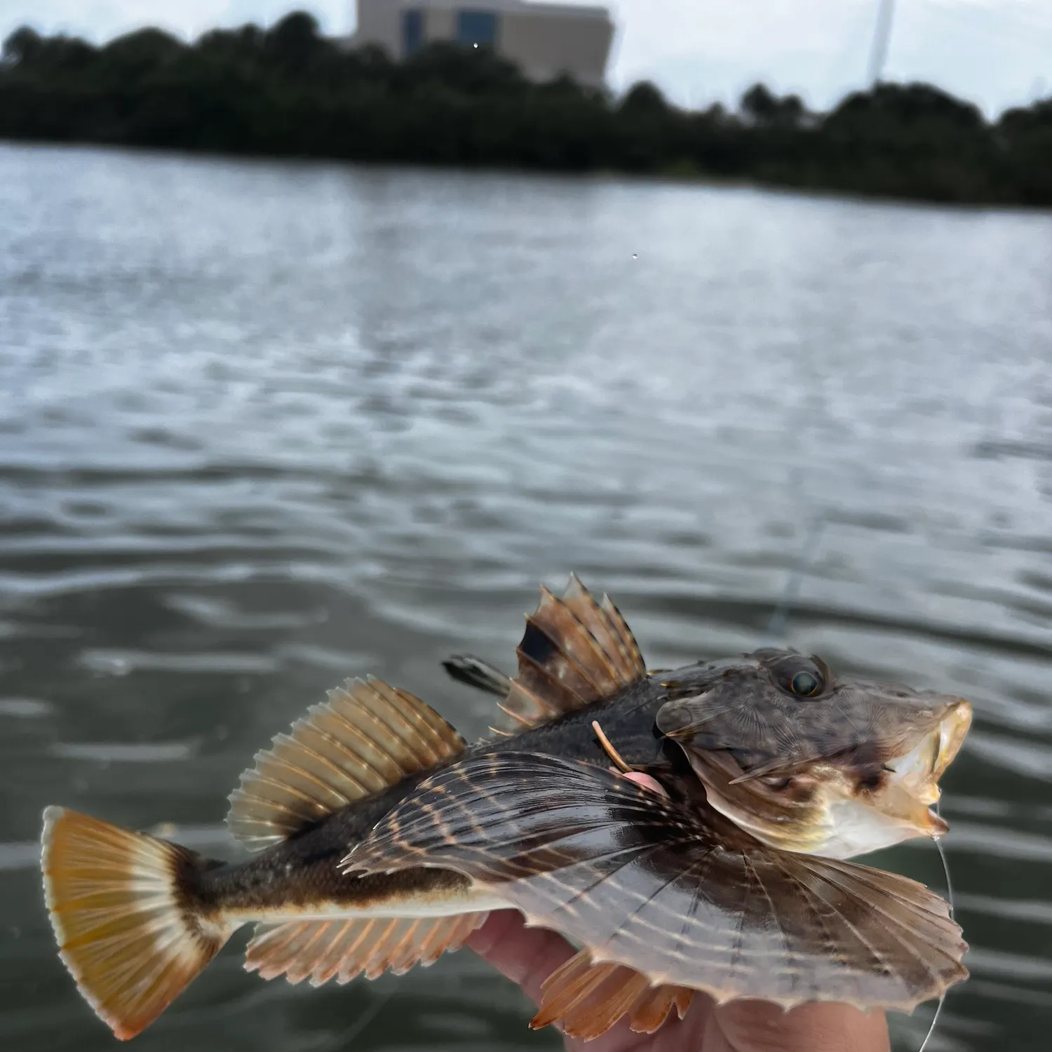 Striped searobin caught on Fishbrain