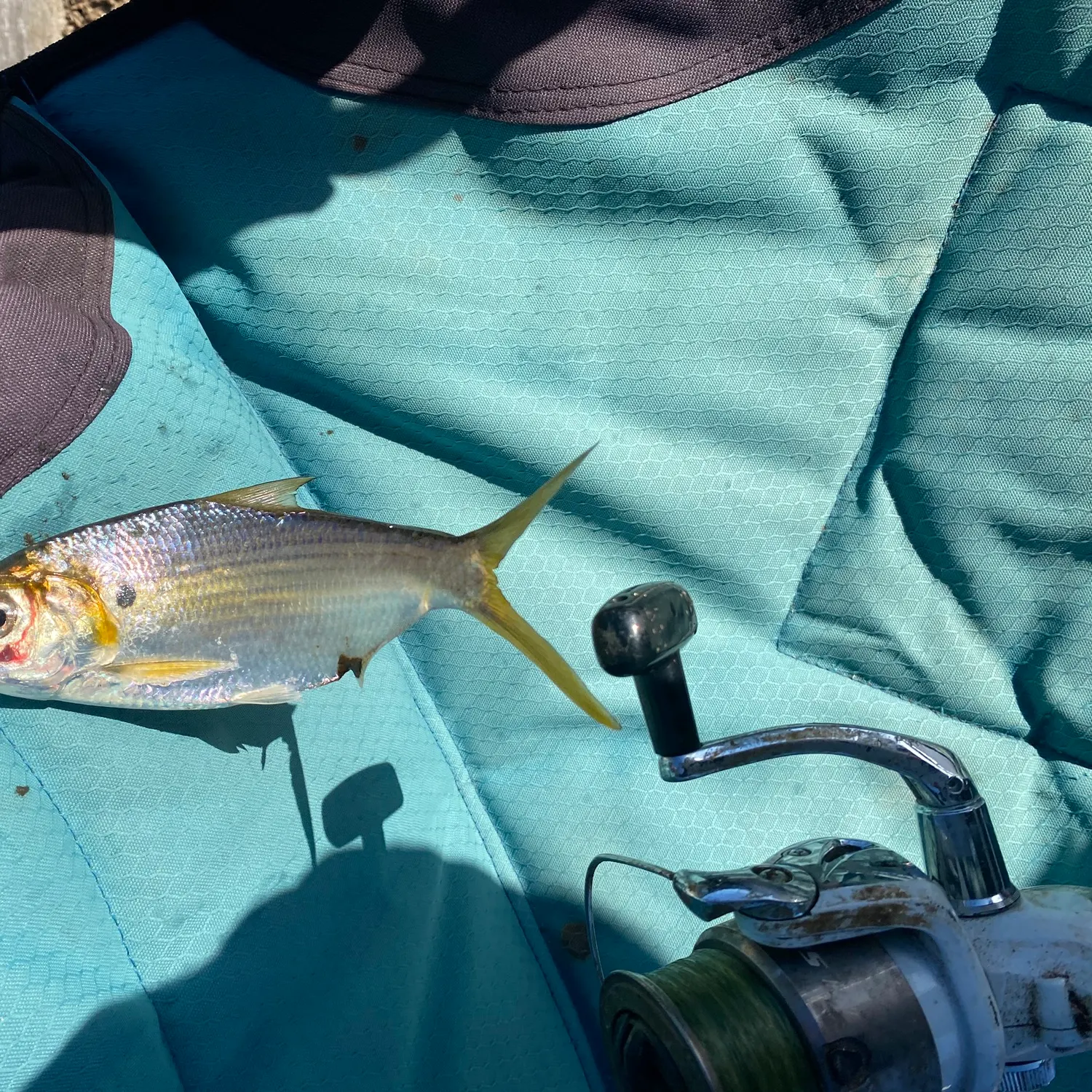 The most recent Perth herring catches on Fishbrain