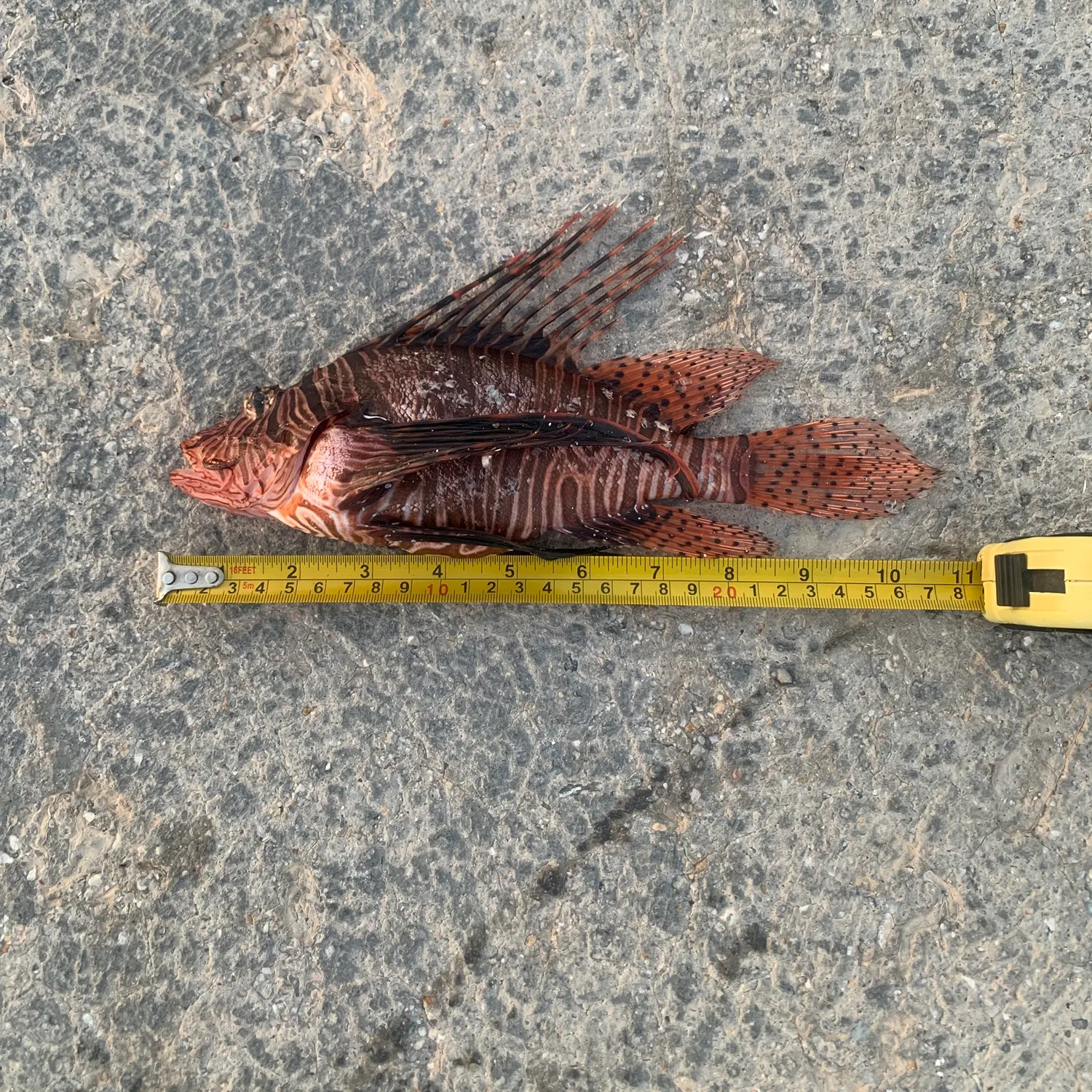 The most recent Red lionfish catches on Fishbrain