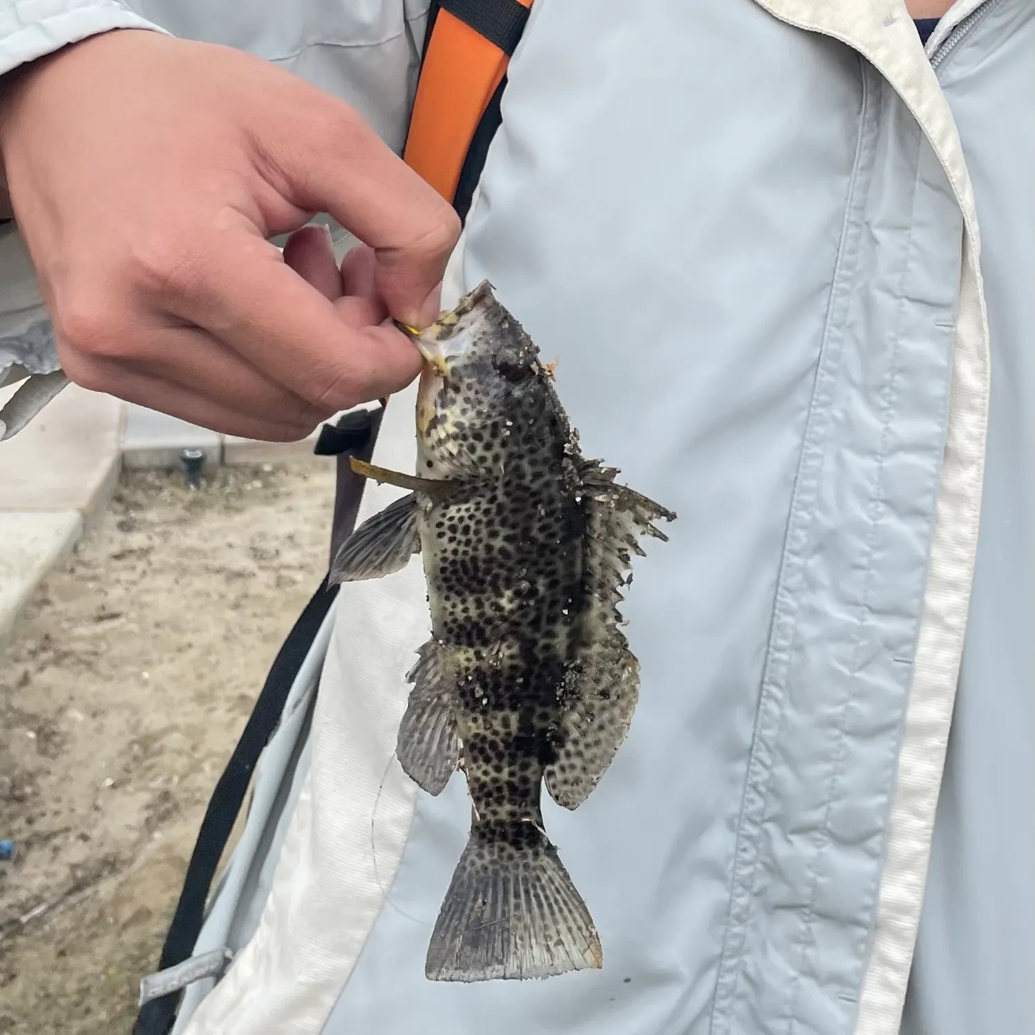Spotted sand bass caught on Fishbrain