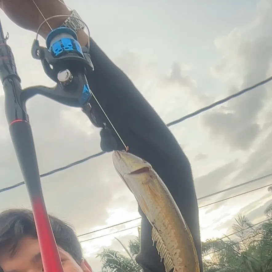 The most recent Striped snakehead catches on Fishbrain