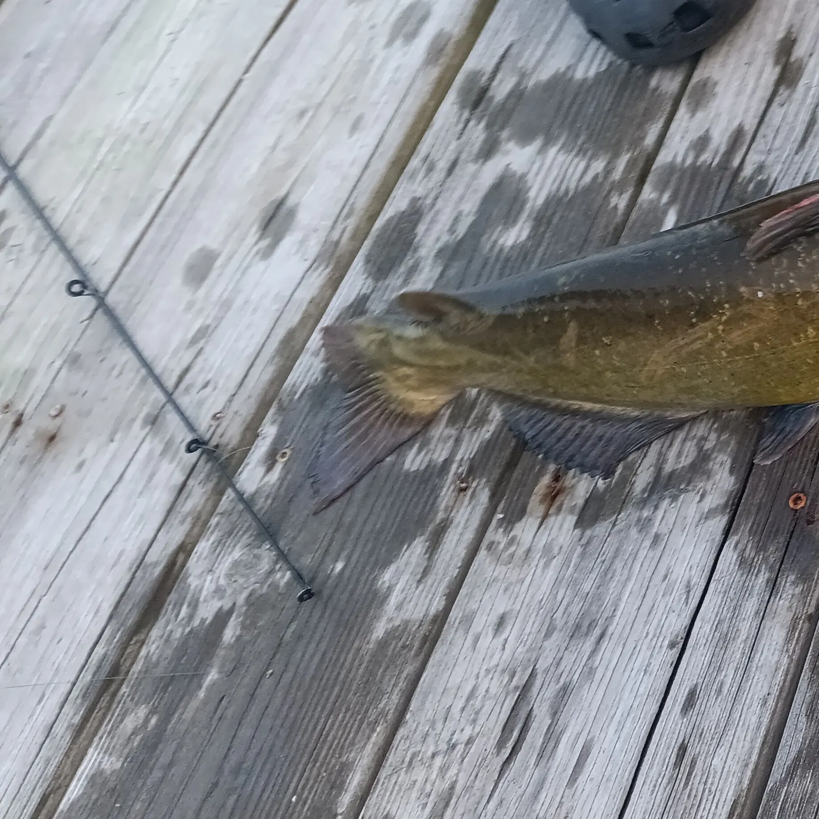 Yellow bullhead caught on Fishbrain