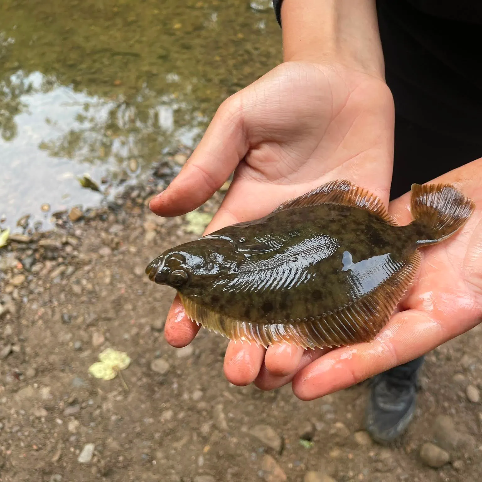 The most recent European flounder catches on Fishbrain