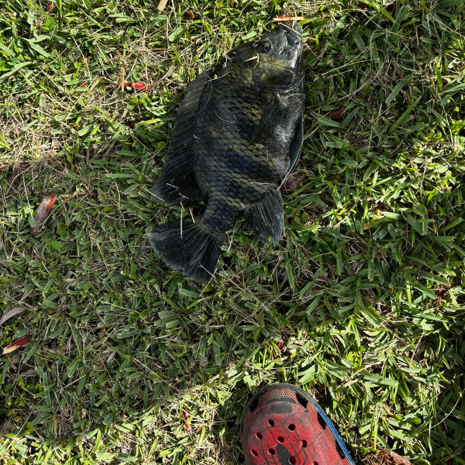 The most recent Spotted tilapia catches on Fishbrain