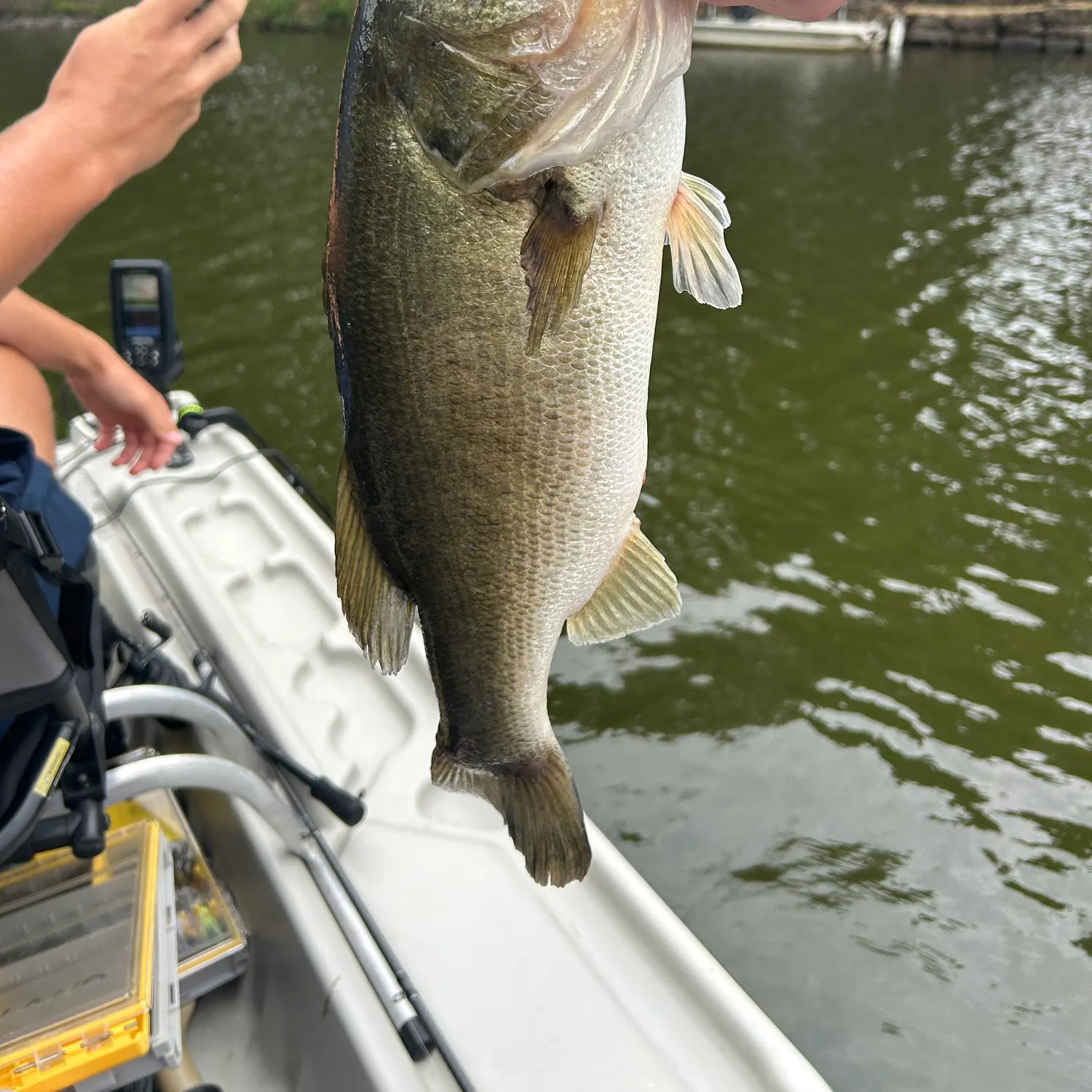 Fish caught on Fishbrain