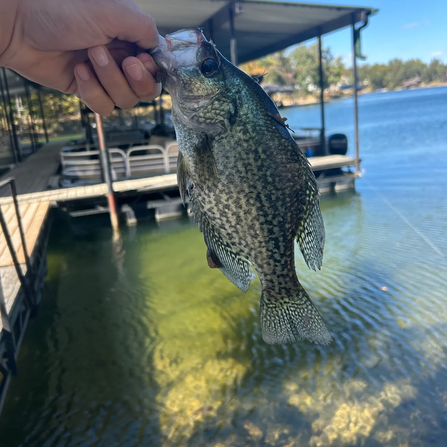 Black crappie caught on Fishbrain