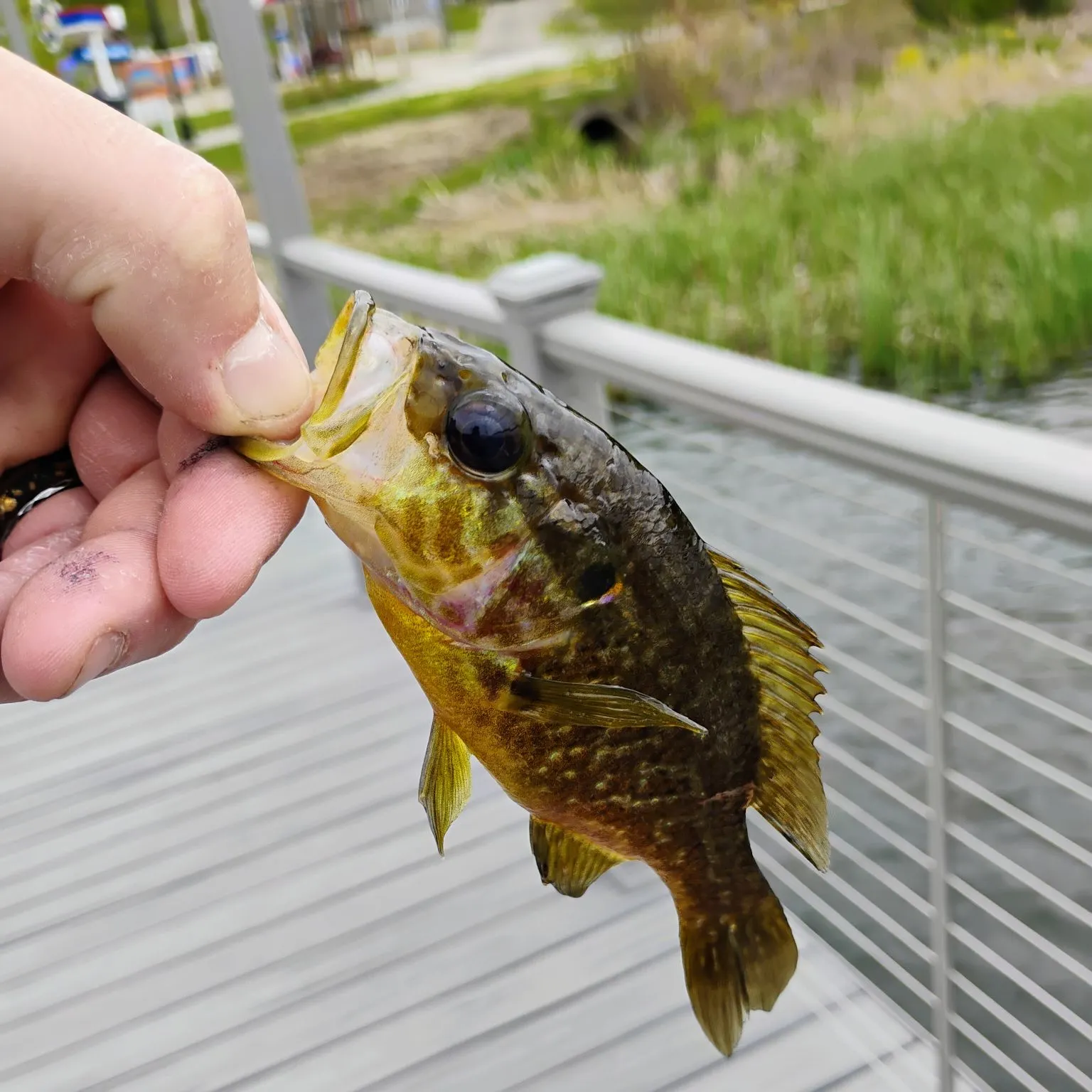 The most recent Warmouth catches on Fishbrain