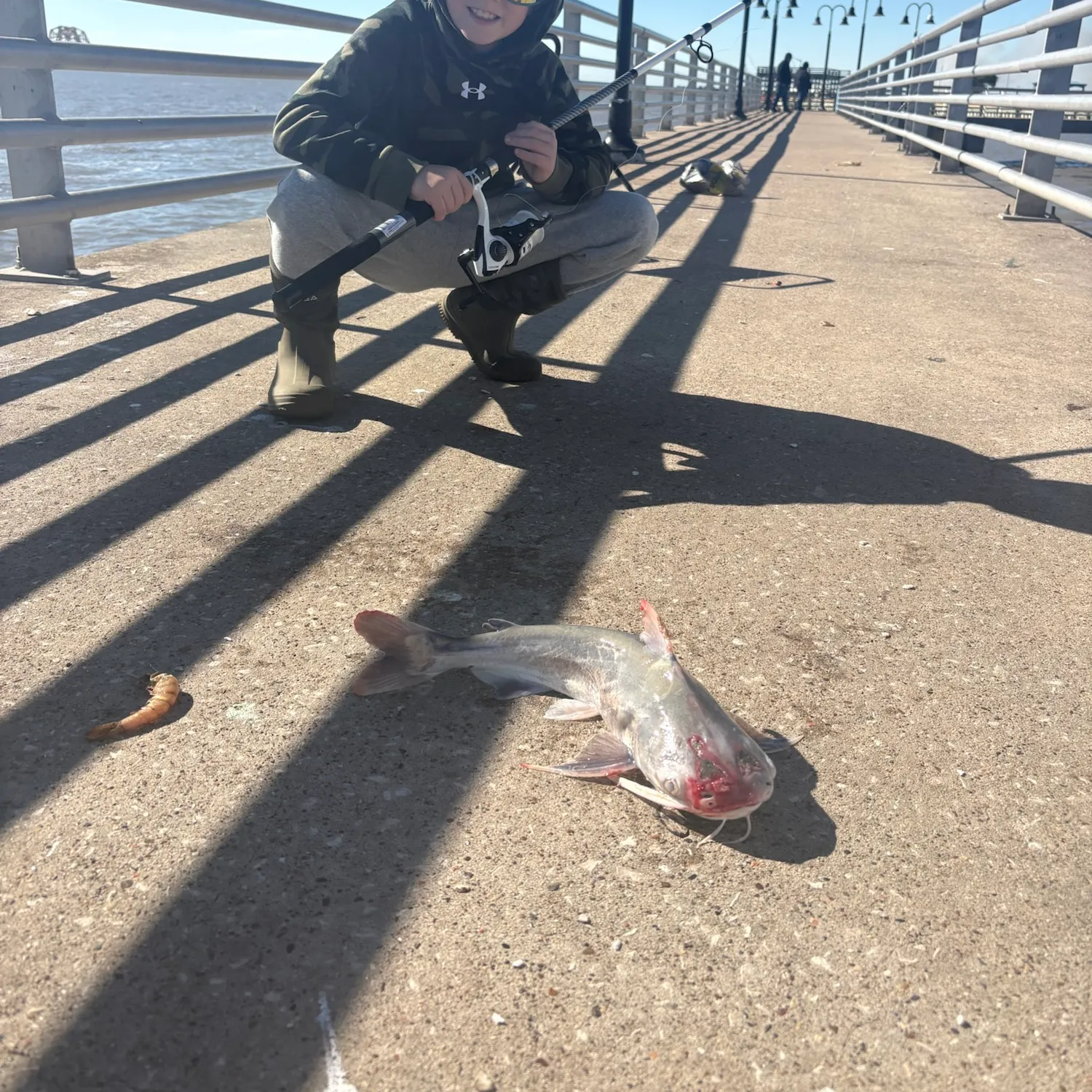 Gafftopsail sea catfish caught on Fishbrain