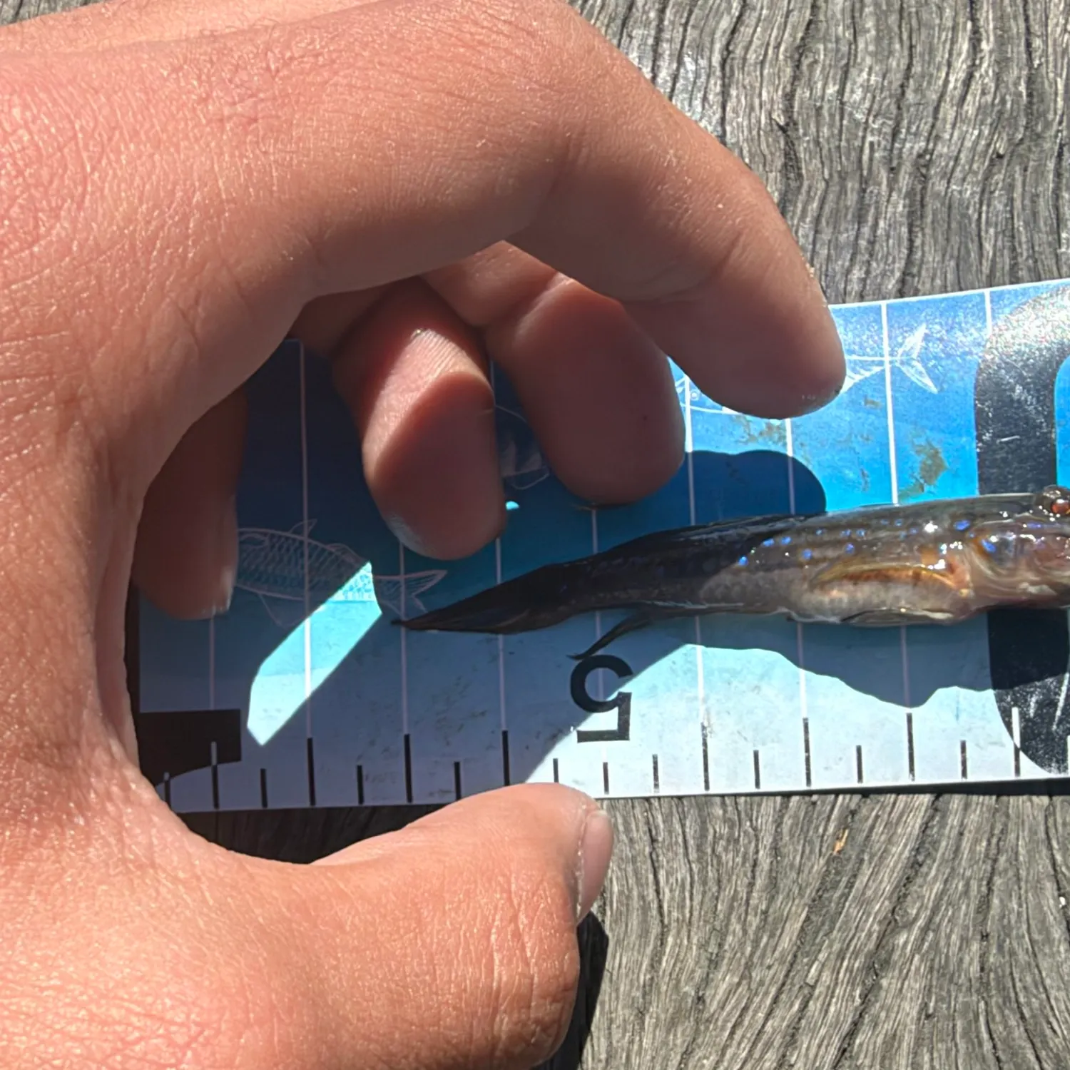 The most recent Cheekscaled frill-goby catches on Fishbrain