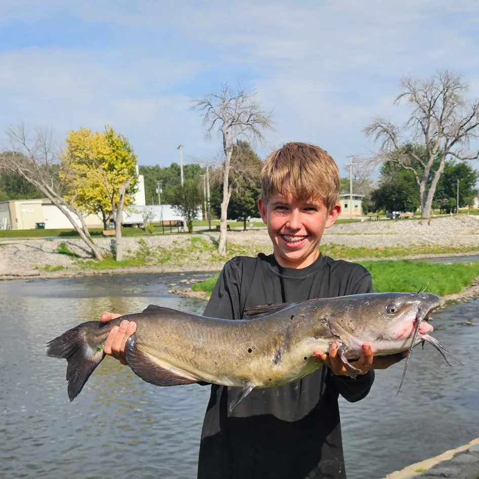 Channel catfish caught on Fishbrain