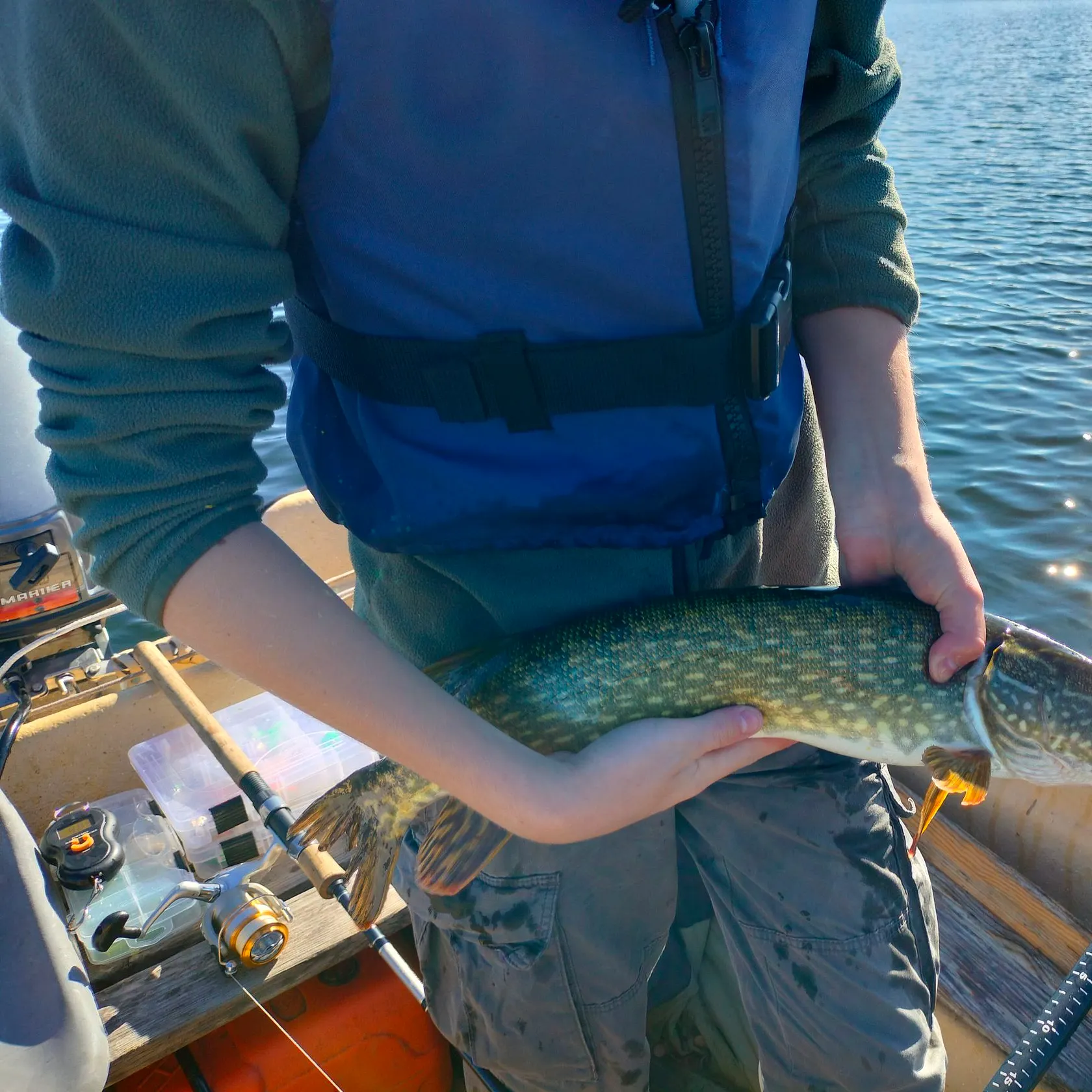 Northern pike caught on Fishbrain