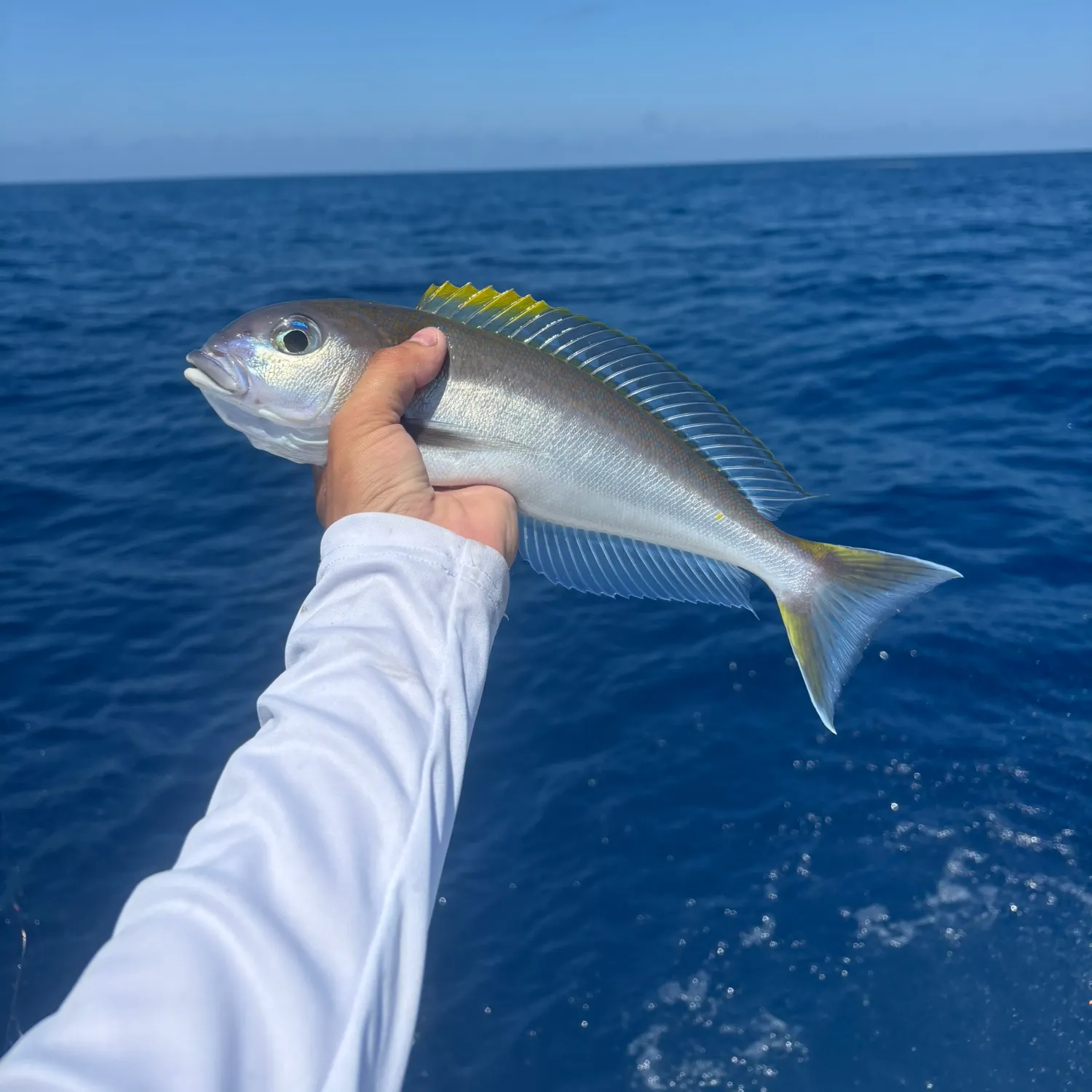 The most recent Blackline tilefish catches on Fishbrain