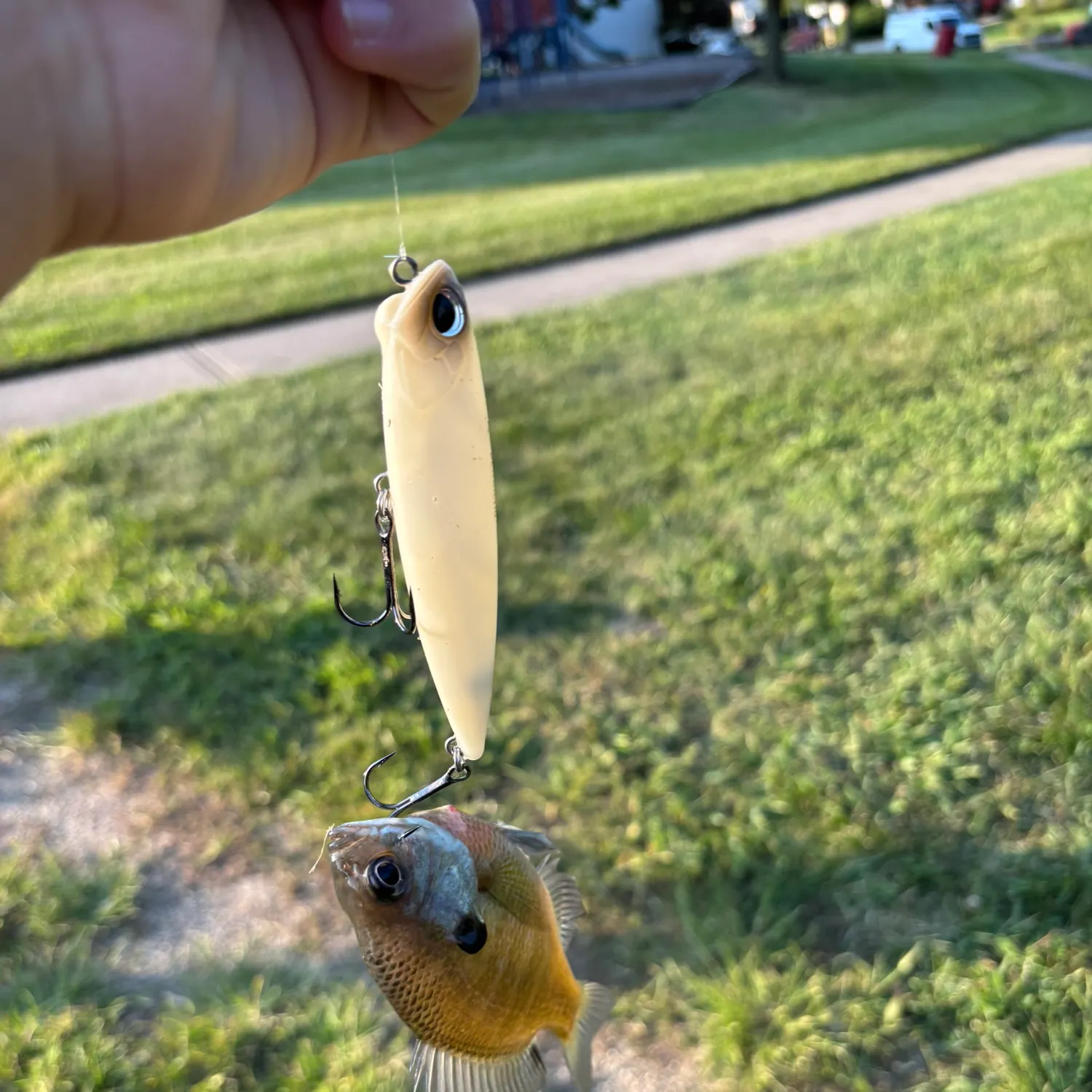 The most recent Bluegill catches on Fishbrain