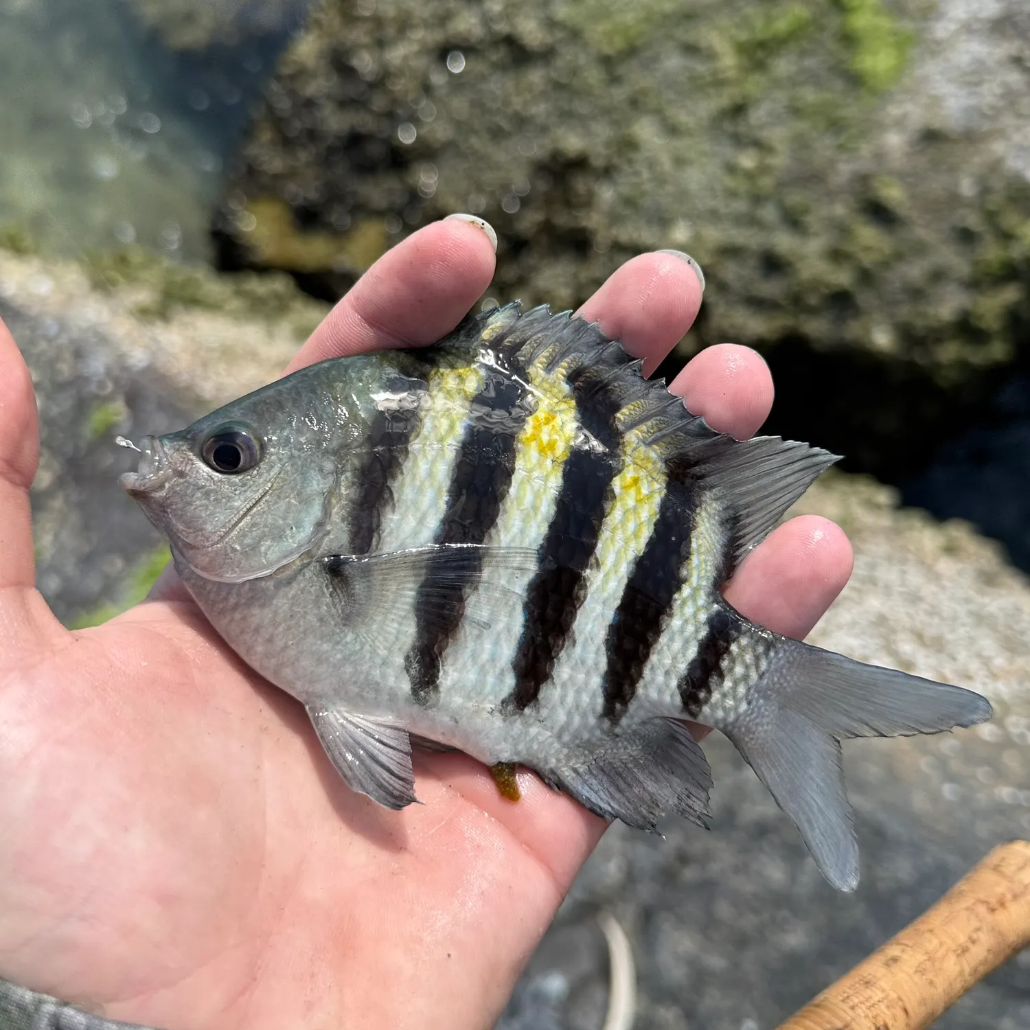 The most recent Sergeant-major catches on Fishbrain