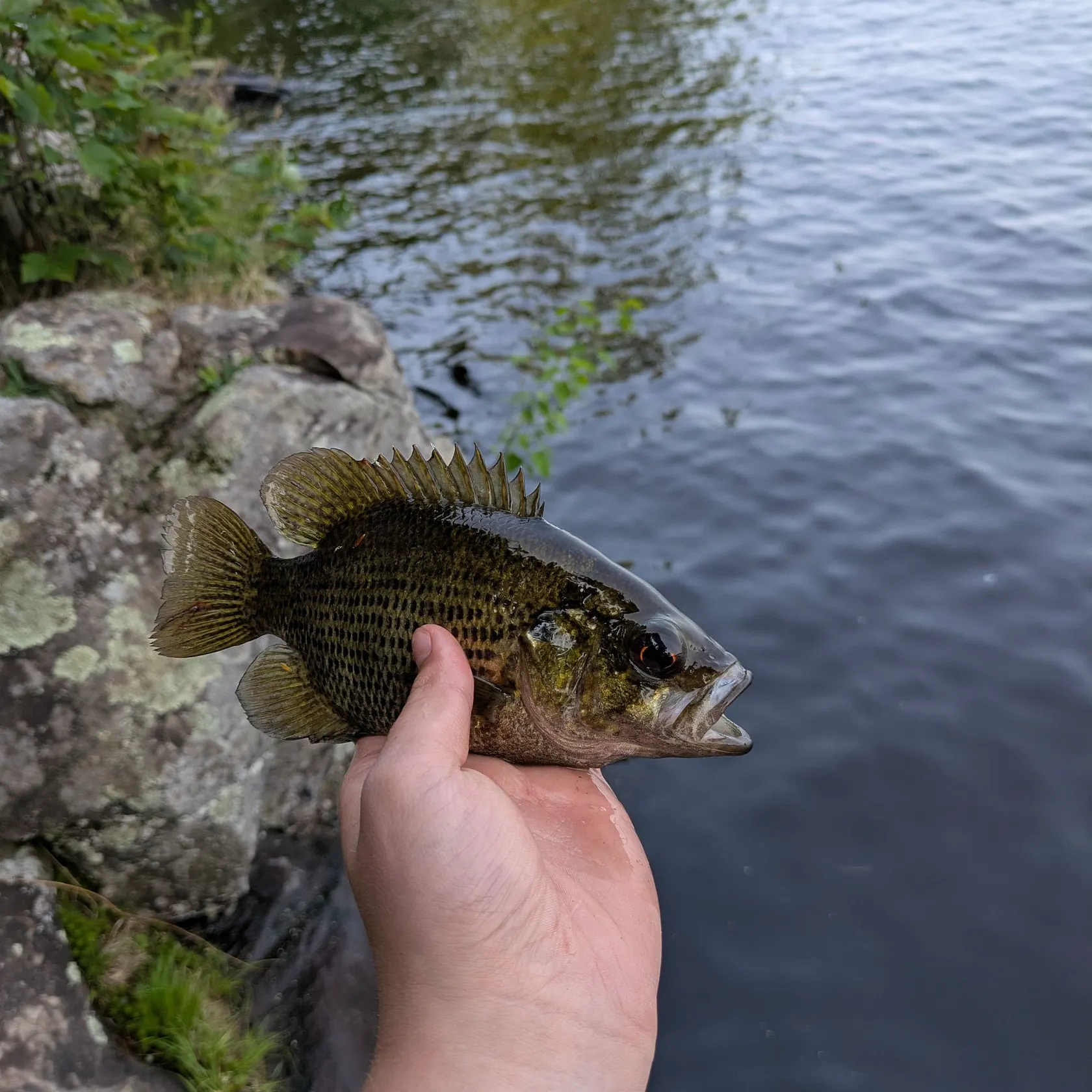 The most recent Rock bass catches on Fishbrain