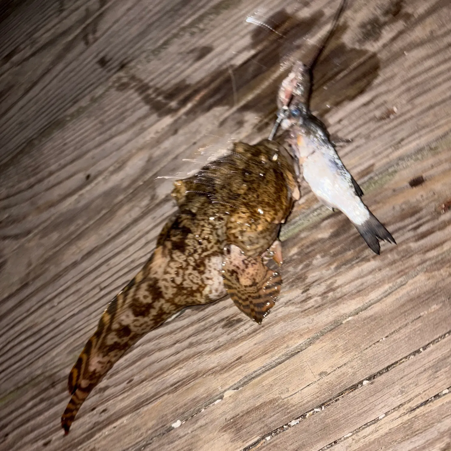 Oyster toadfish caught on Fishbrain