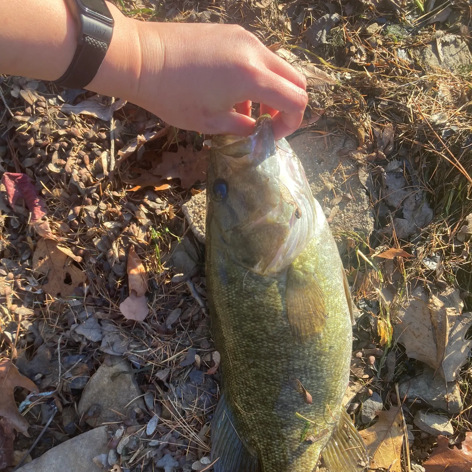 The most recent Smallmouth bass catches on Fishbrain