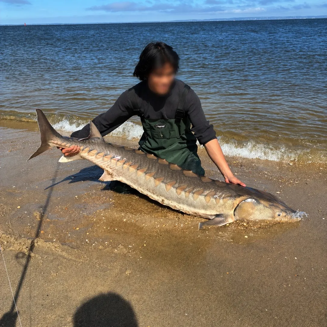 The most recent Shortnose sturgeon catches on Fishbrain
