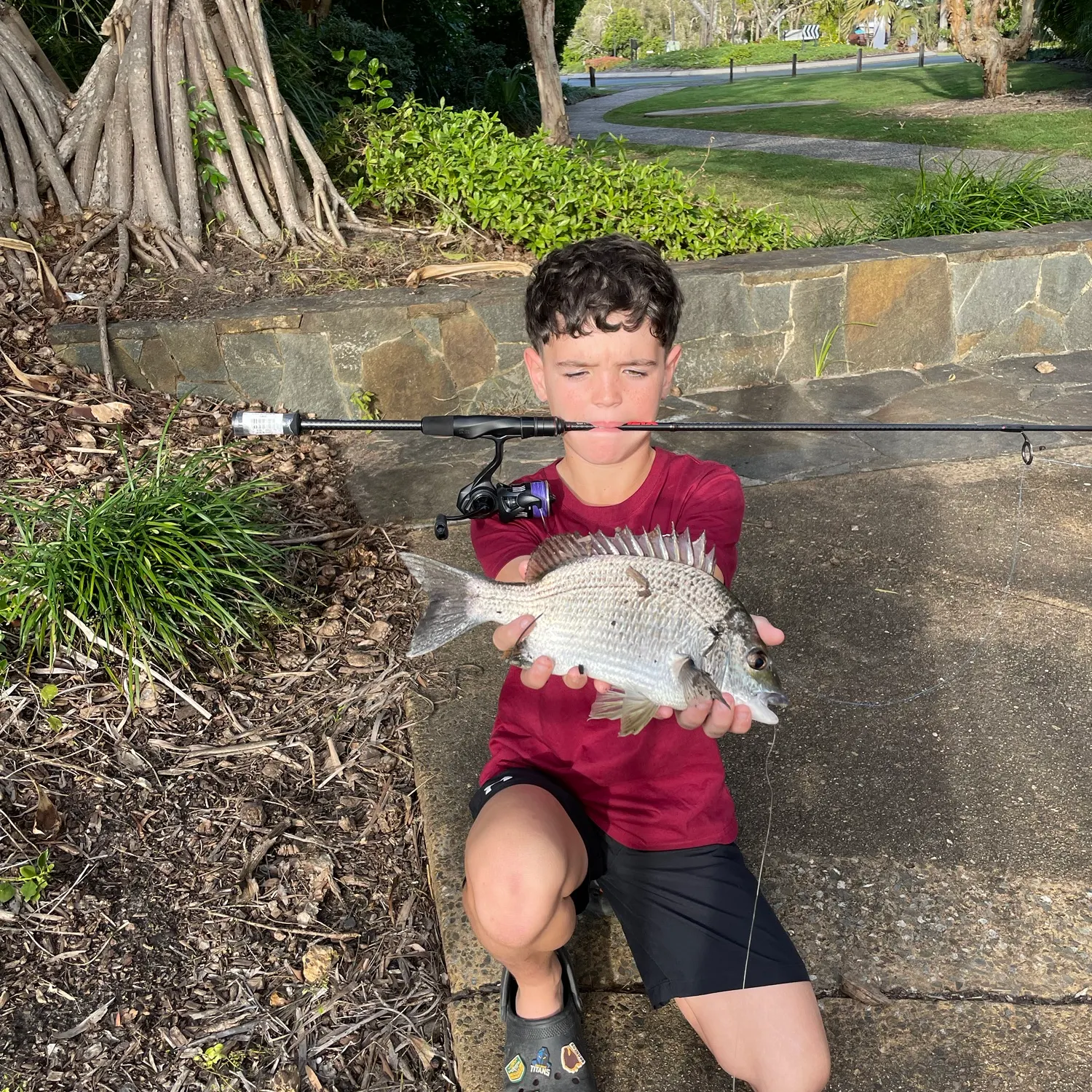 Surf bream caught on Fishbrain
