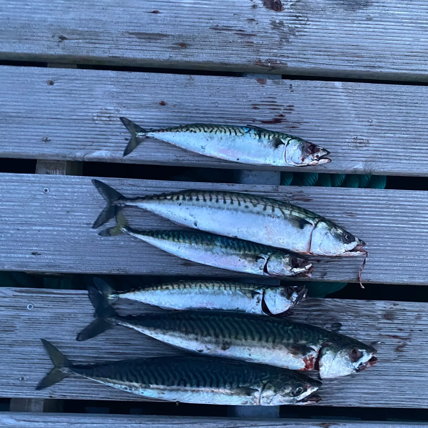 Atlantic mackerel caught on Fishbrain