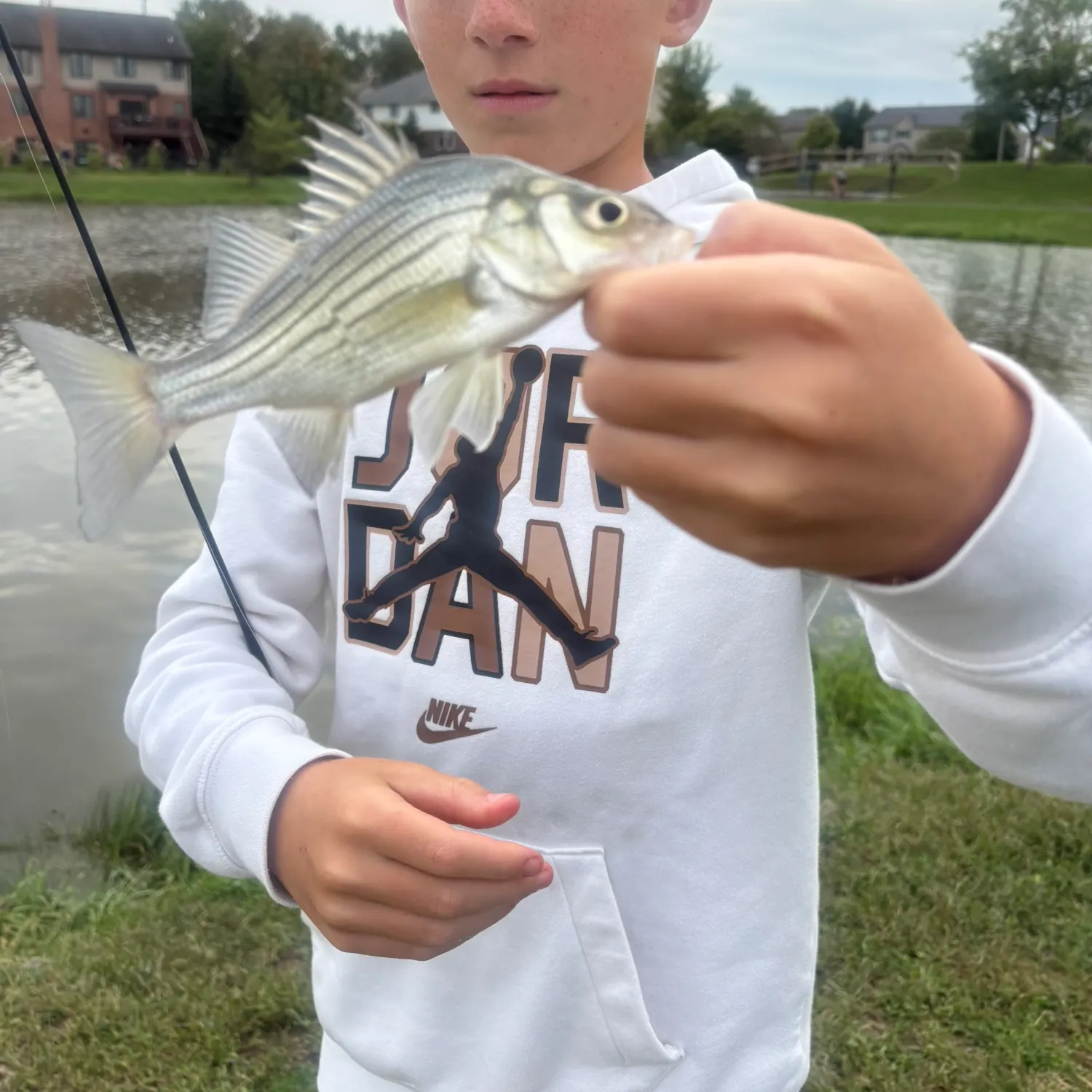 White bass caught on Fishbrain