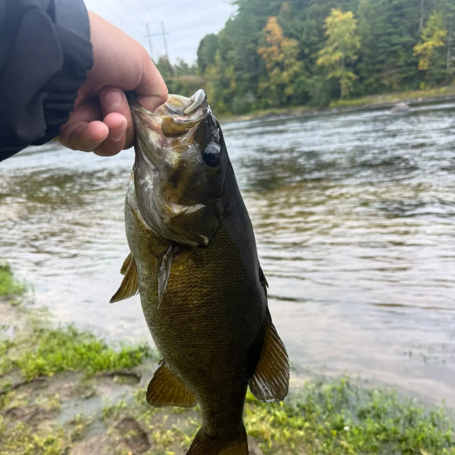 Smallmouth bass caught on Fishbrain