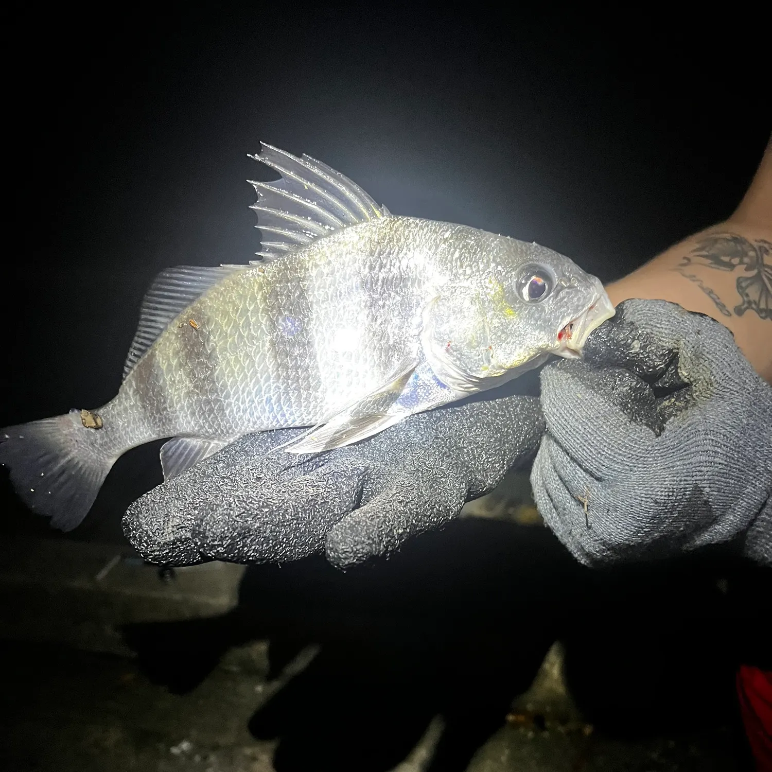 The most recent Black drum catches on Fishbrain