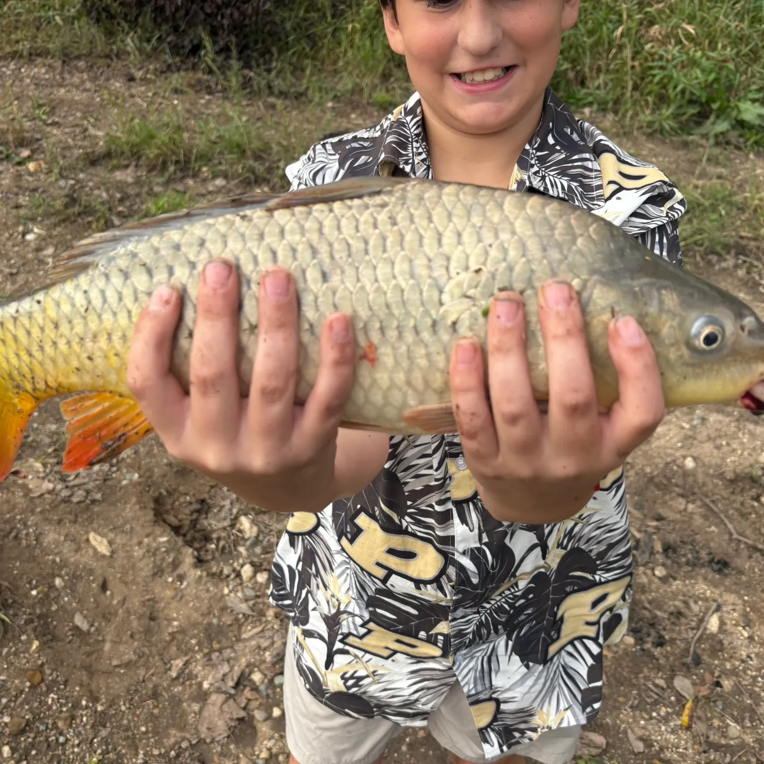 Common carp caught on Fishbrain