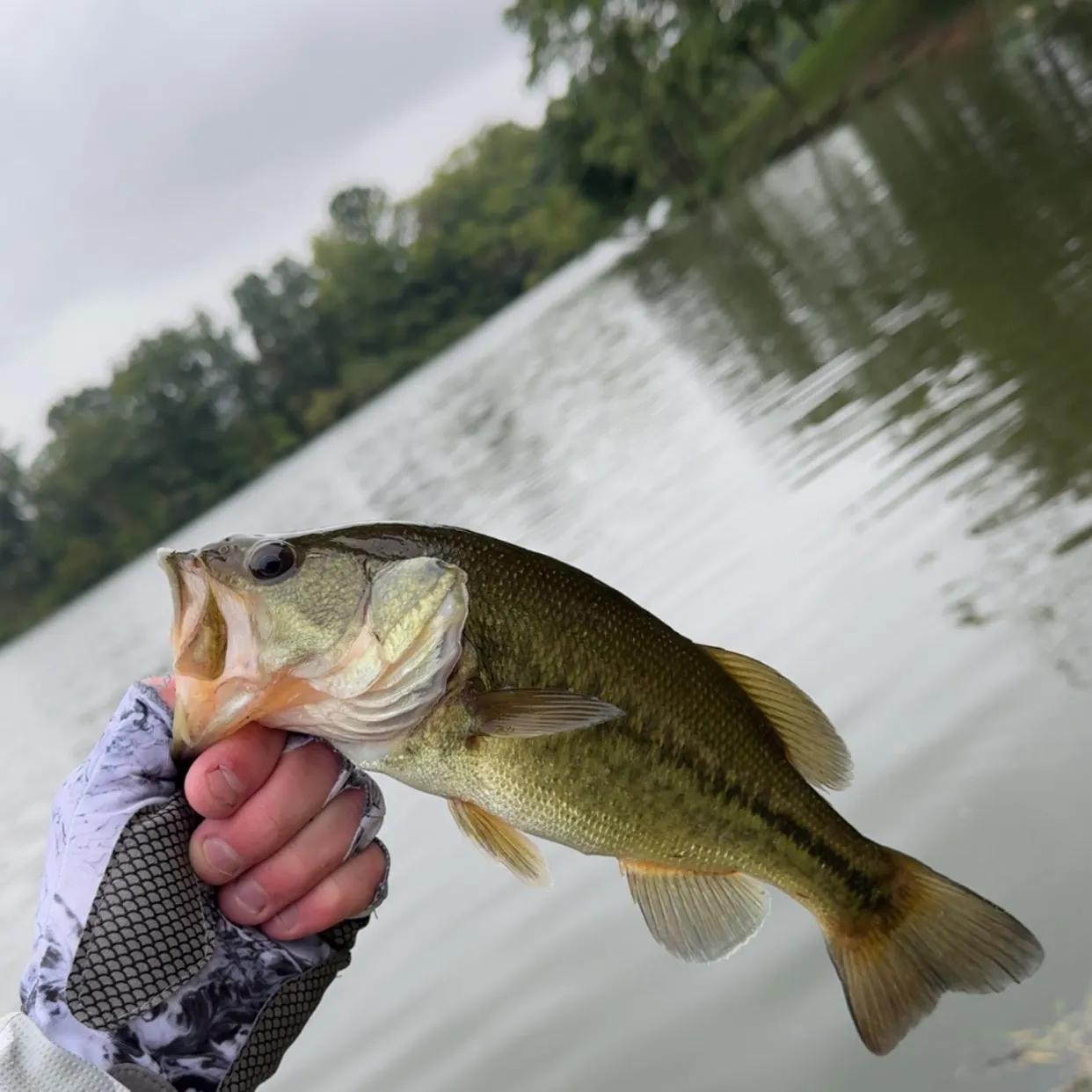 Largemouth bass caught on Fishbrain