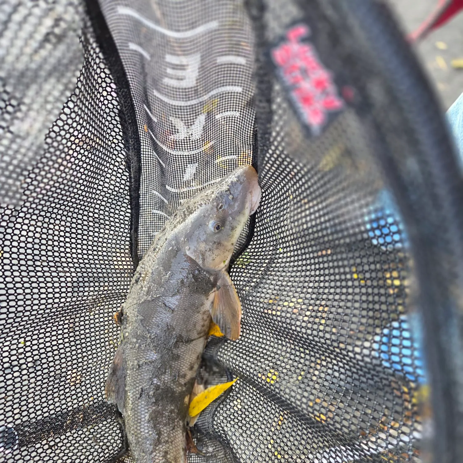 The most recent Longnose sucker catches on Fishbrain