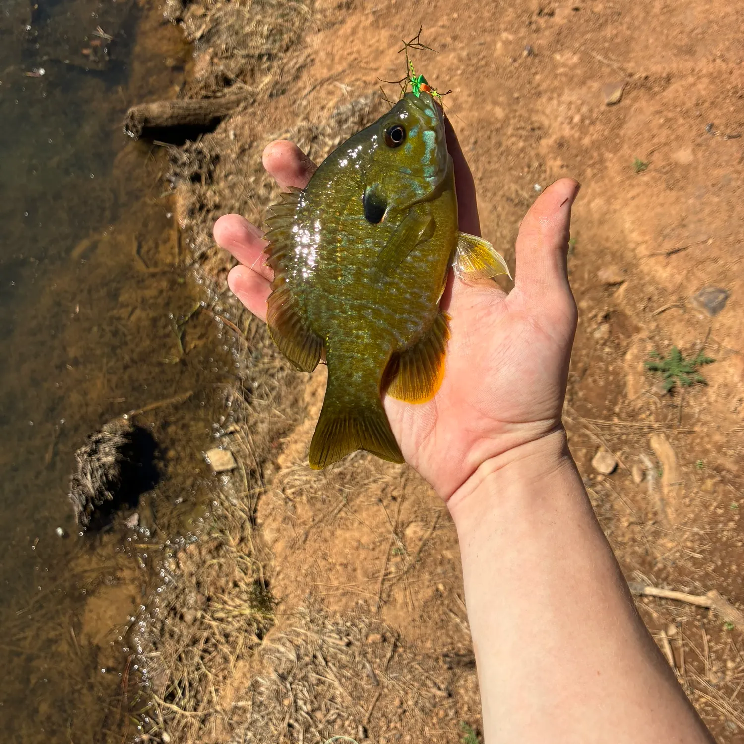 Greengill hybrid caught on Fishbrain