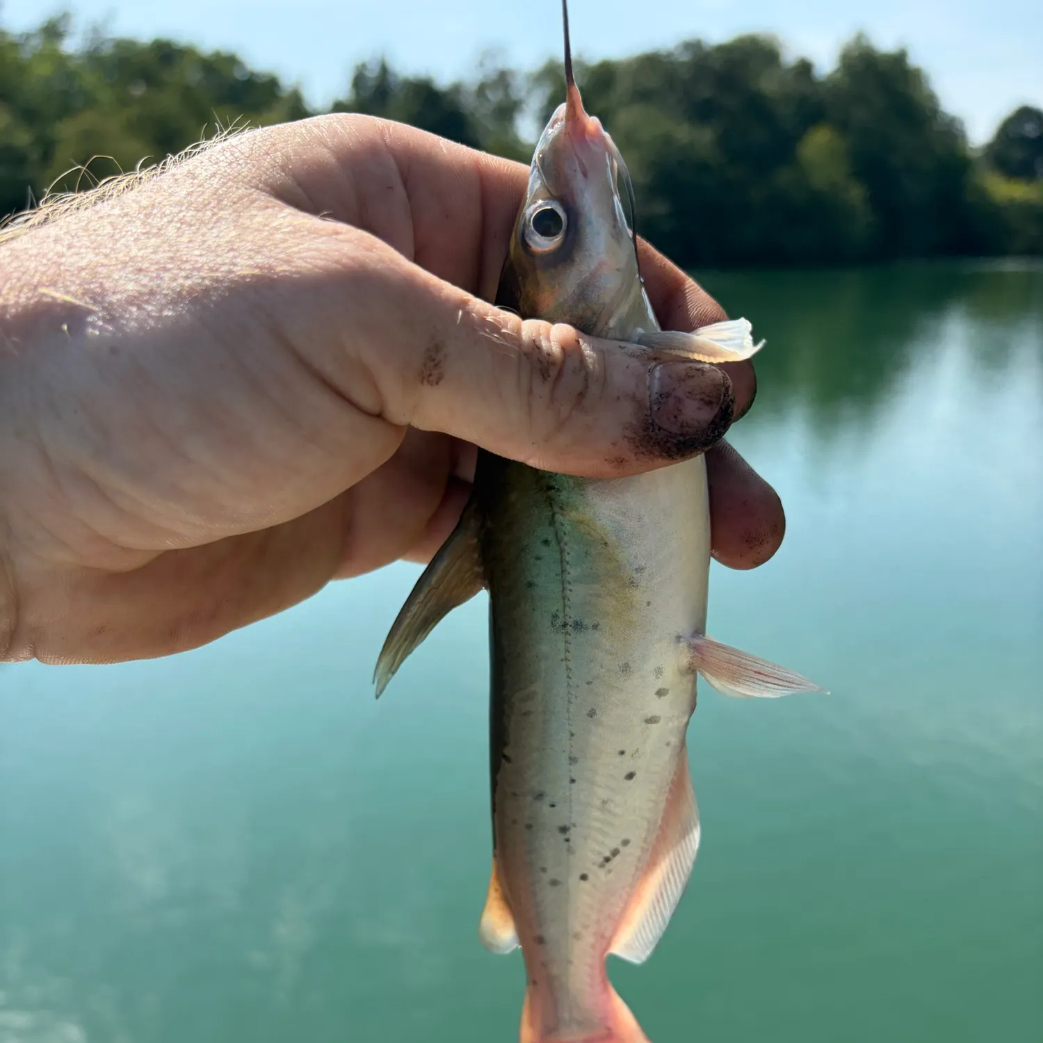 Channel catfish caught on Fishbrain