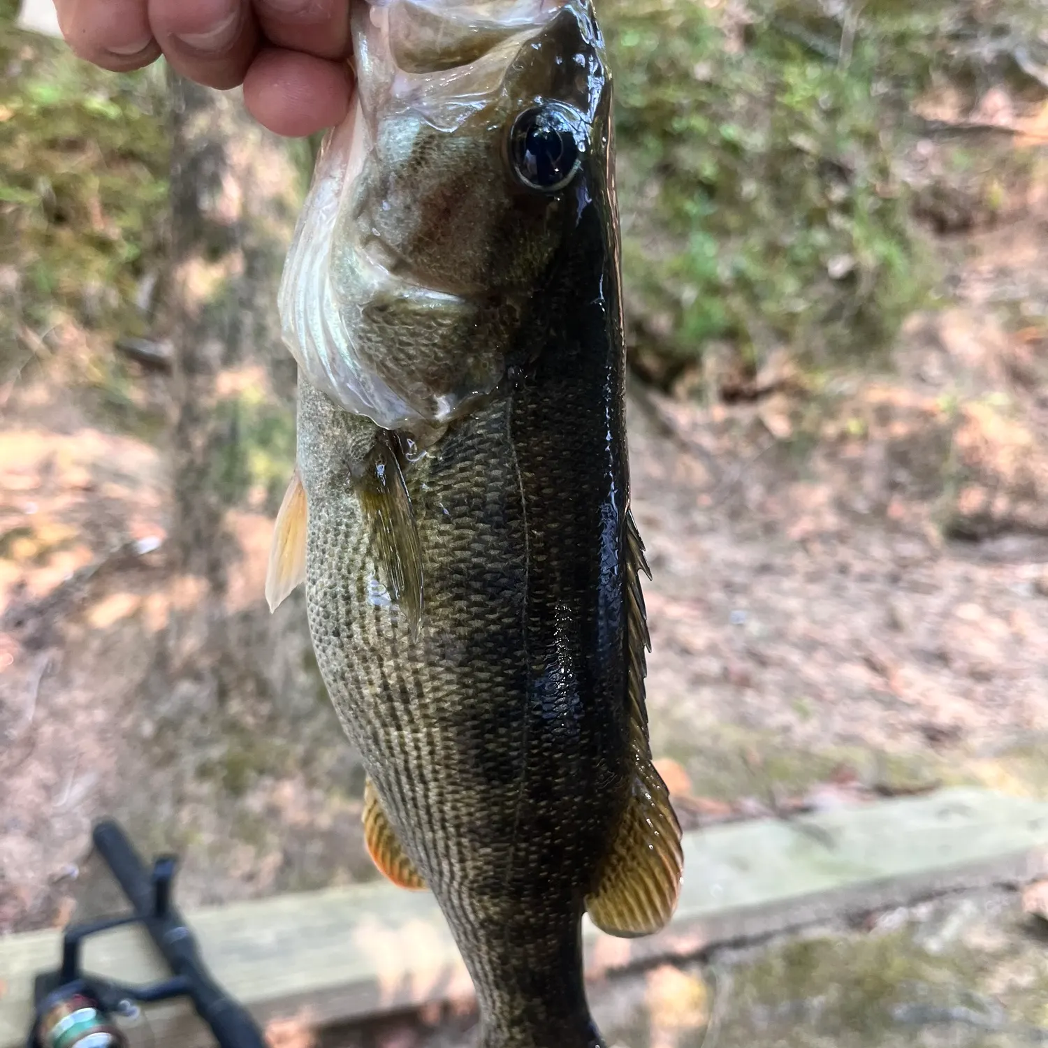 Redeye bass caught on Fishbrain
