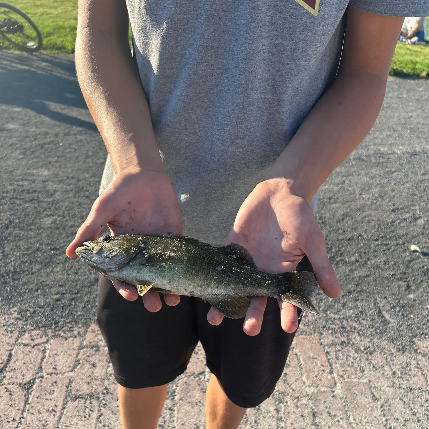 Smallmouth bass caught on Fishbrain