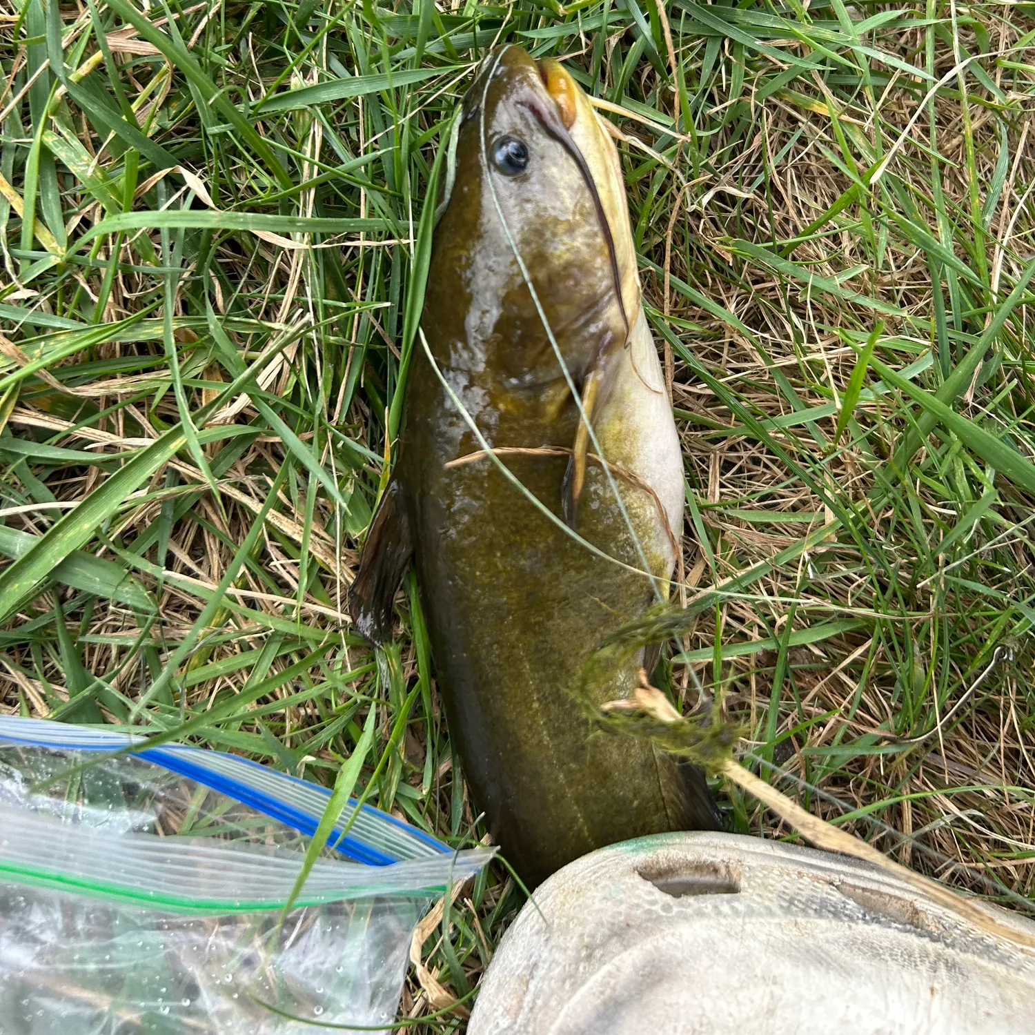Yellow bullhead caught on Fishbrain