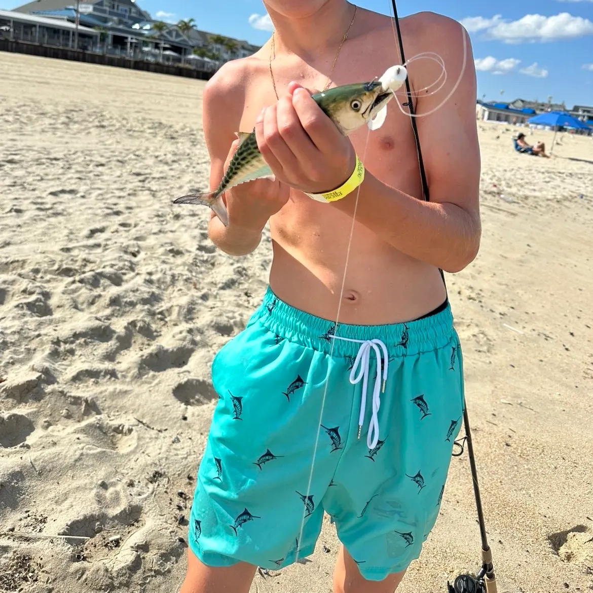The most recent Leaping bonito catches on Fishbrain