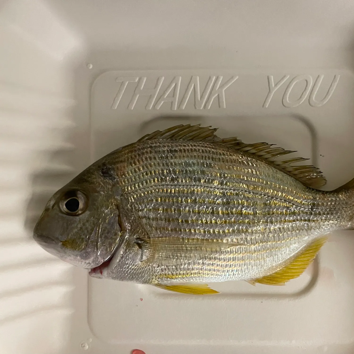 The most recent Southern black bream catches on Fishbrain