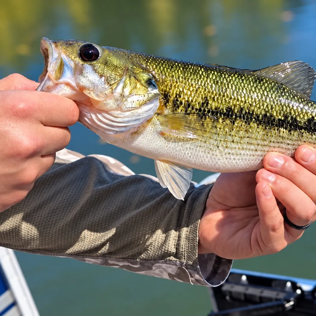 Spotted bass caught on Fishbrain