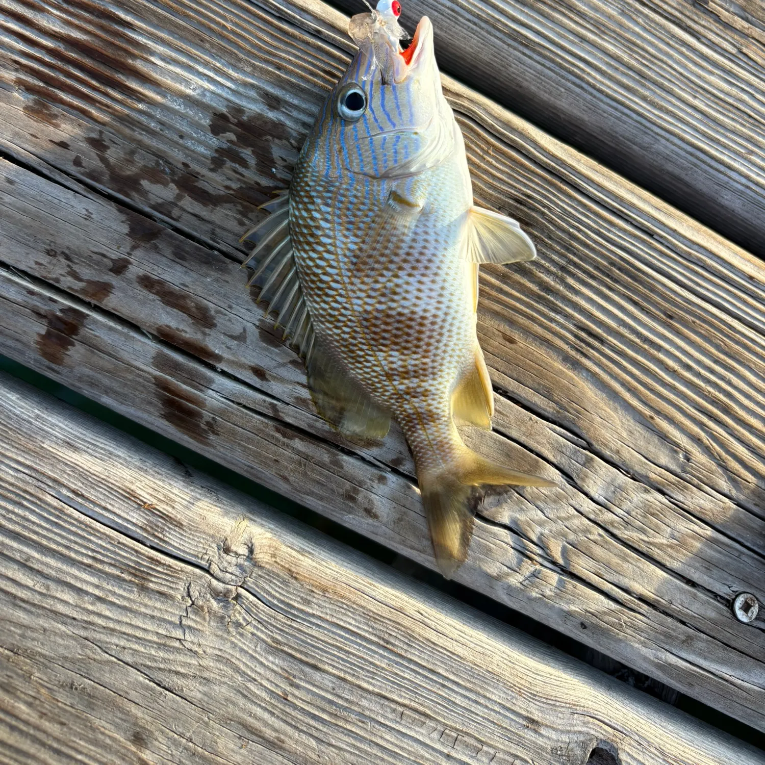 The most recent White grunt catches on Fishbrain
